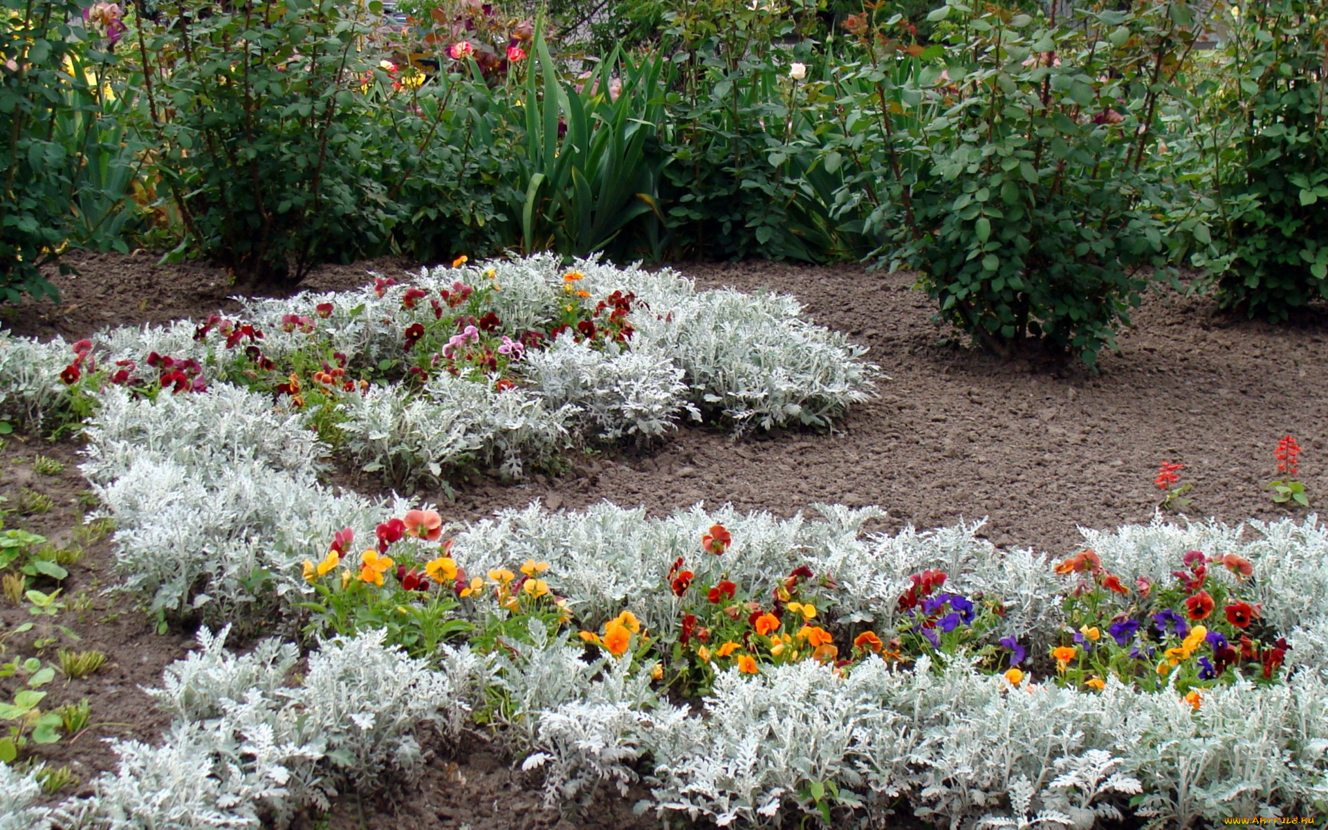 цветы, разные, вместе, кусты, анютины, глазки, клумба