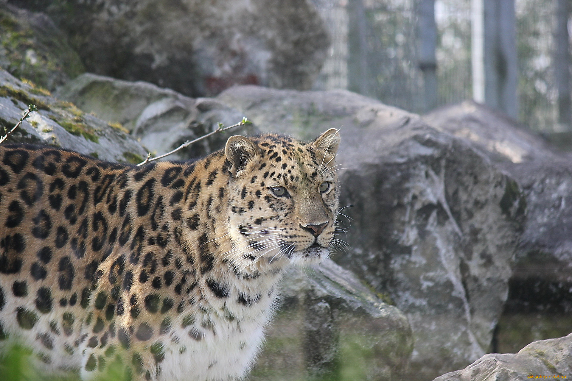 животные, леопарды, леопард, морда, прфиль