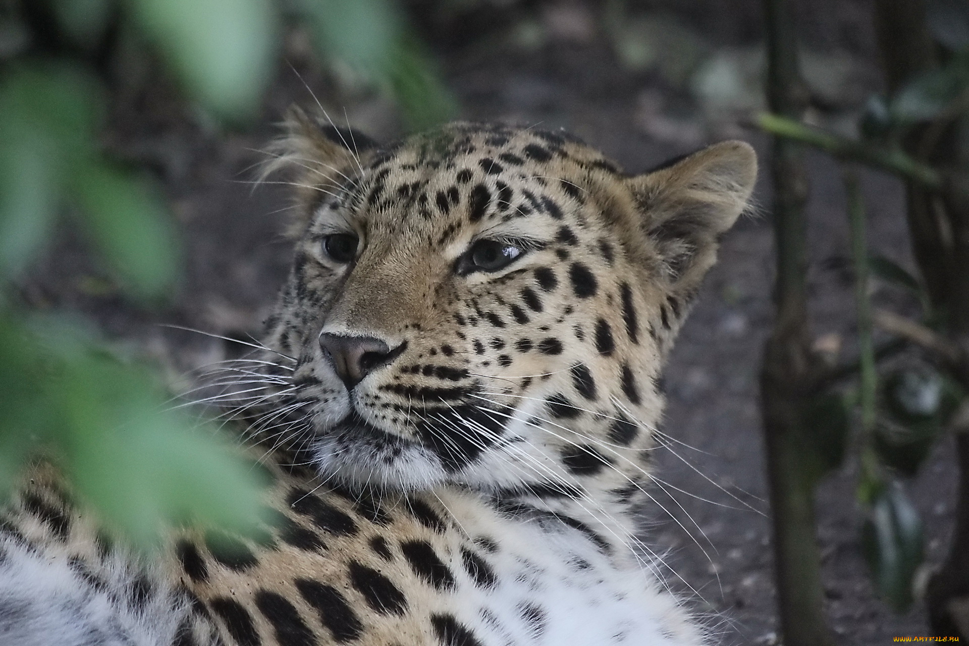 животные, леопарды, морда, отдых, оглядывается, леопард