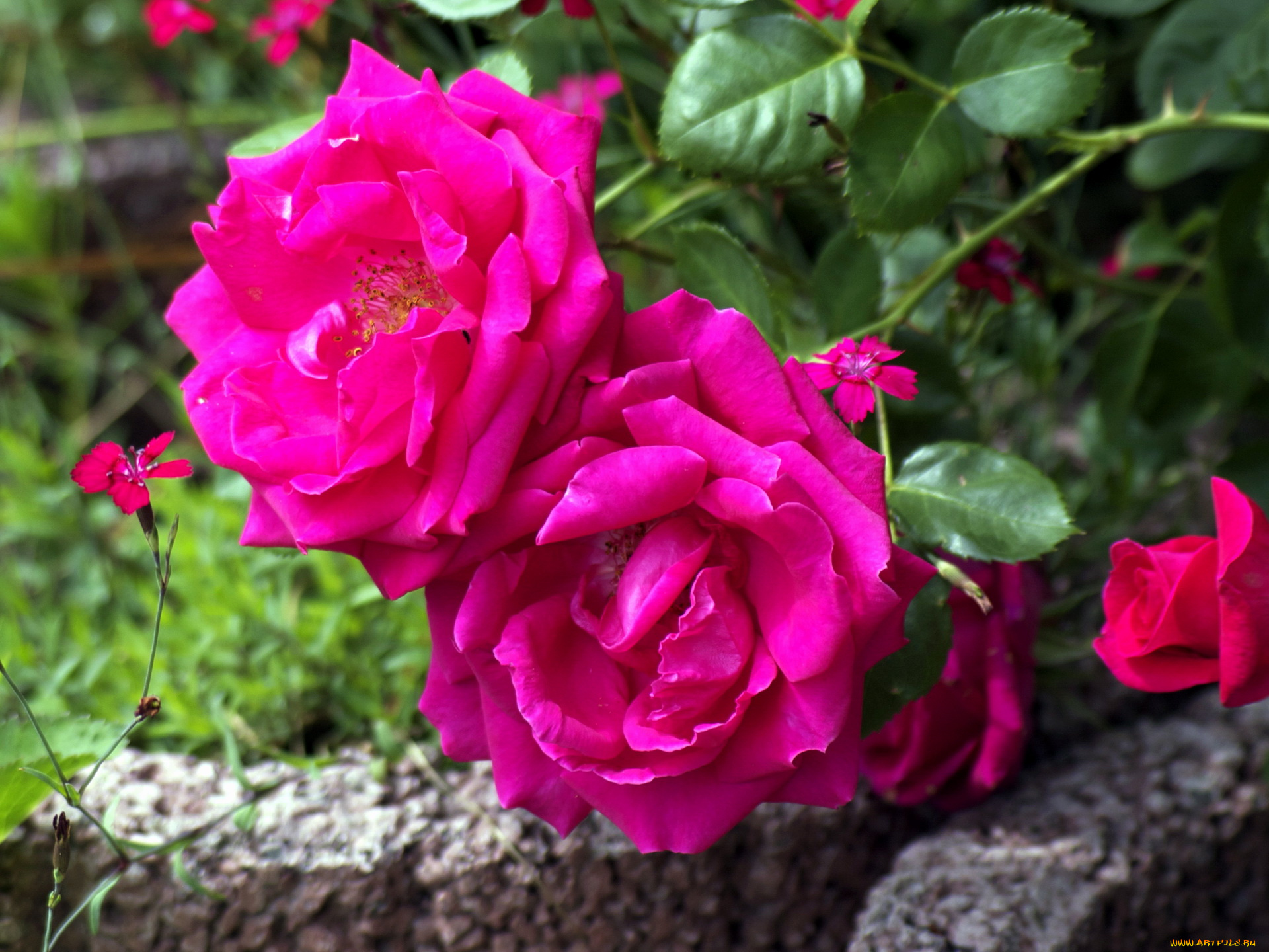 цветы, розы