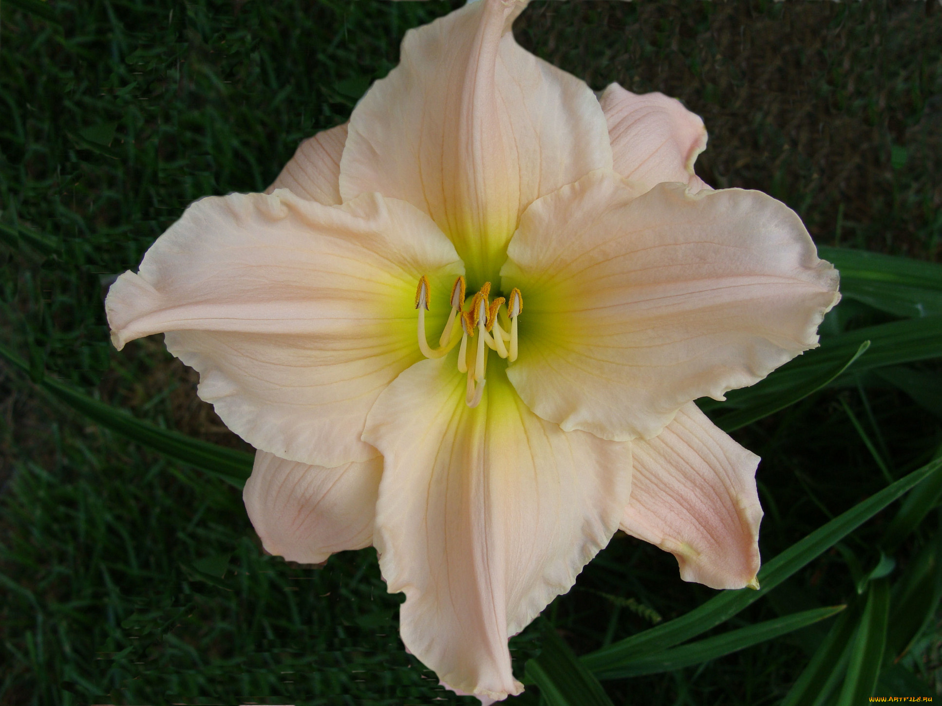 цветы, лилии, лилейники, лепестки