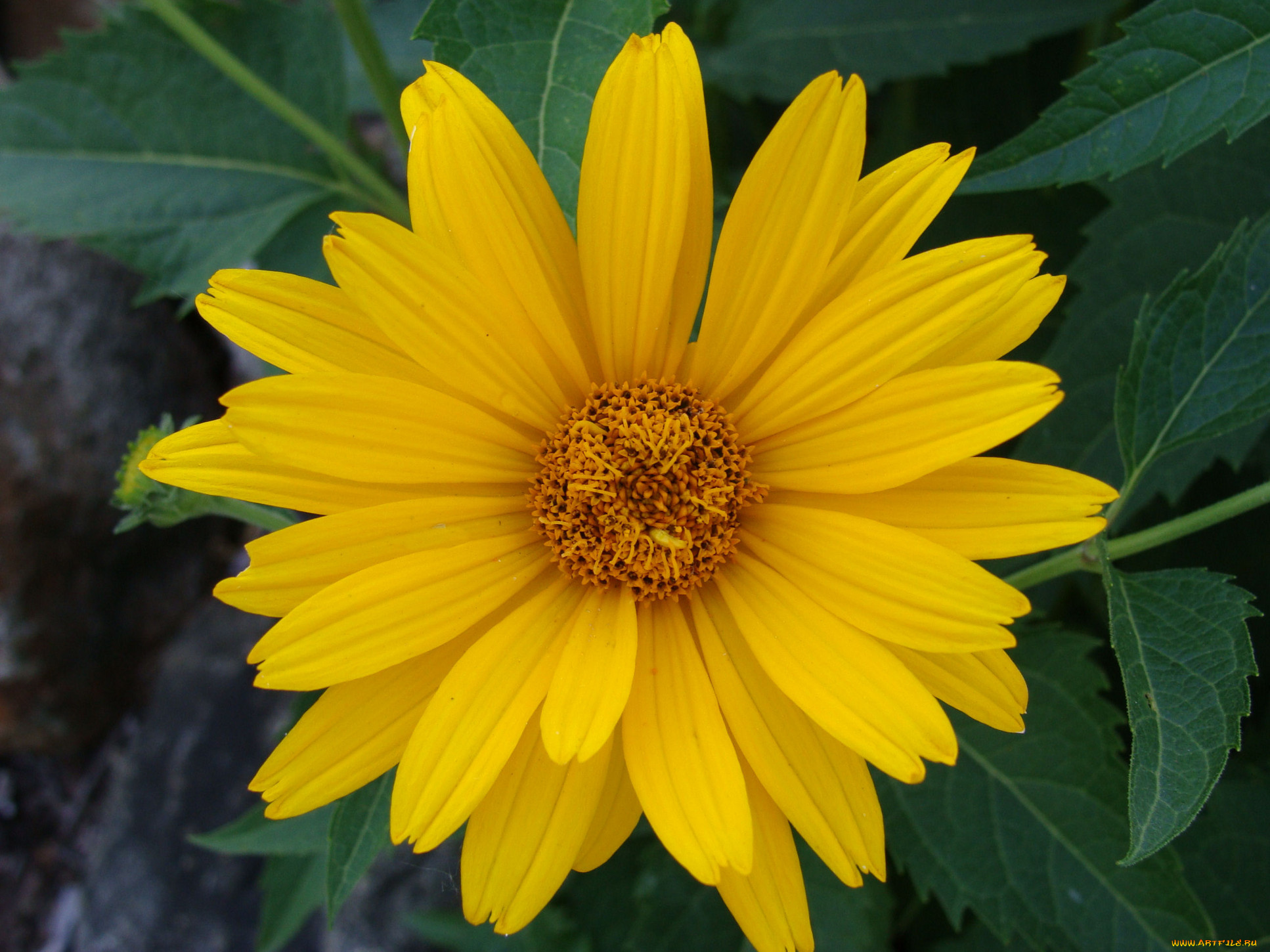 цветы, рудбекия, желтый