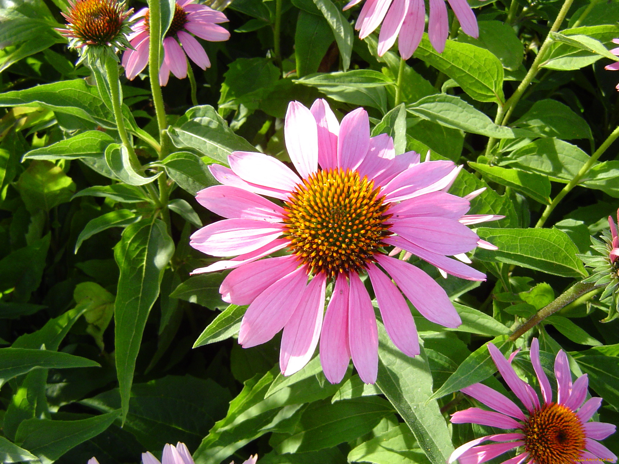 цветы, эхинацея, бутоны, листья