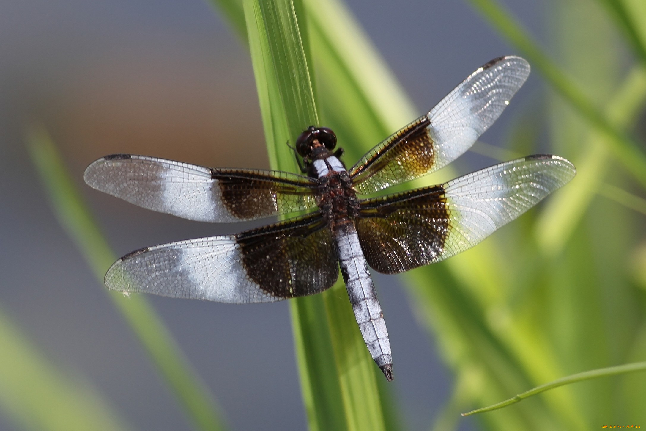 животные, стрекозы, стебель, стрекоза