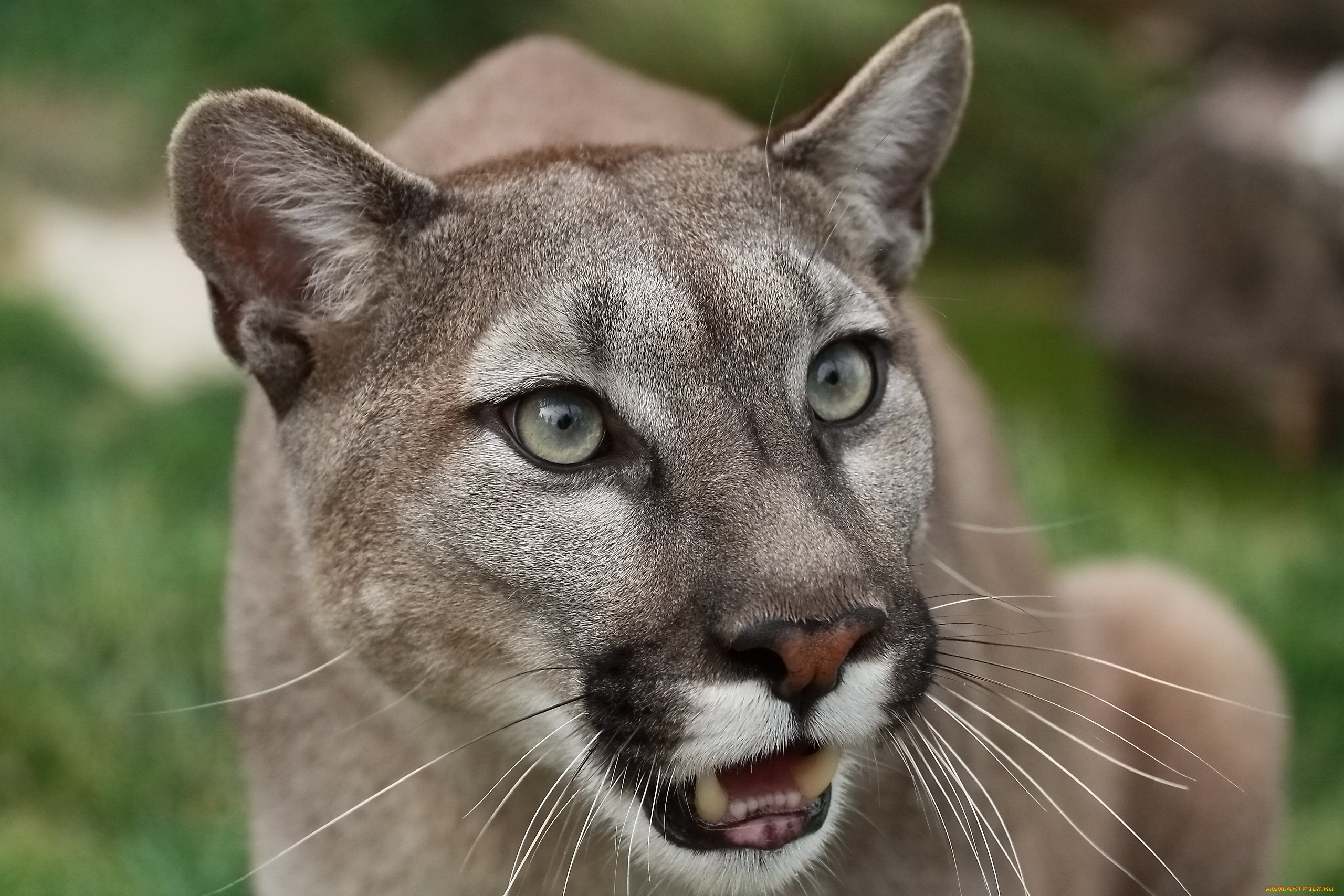 животные, пумы, кугуар, пума, горный, лев, морда