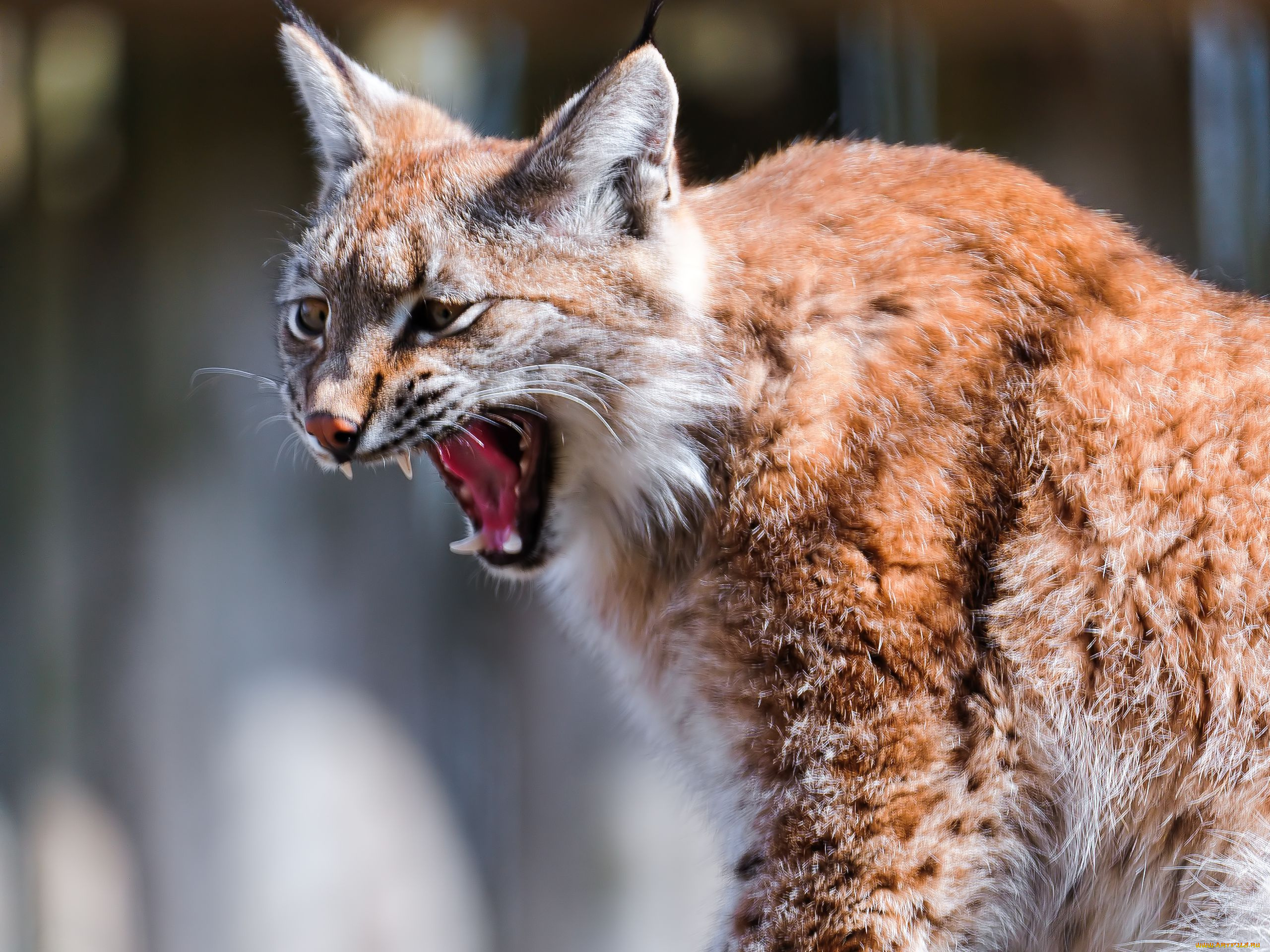 животные, рыси, хищник, кошка