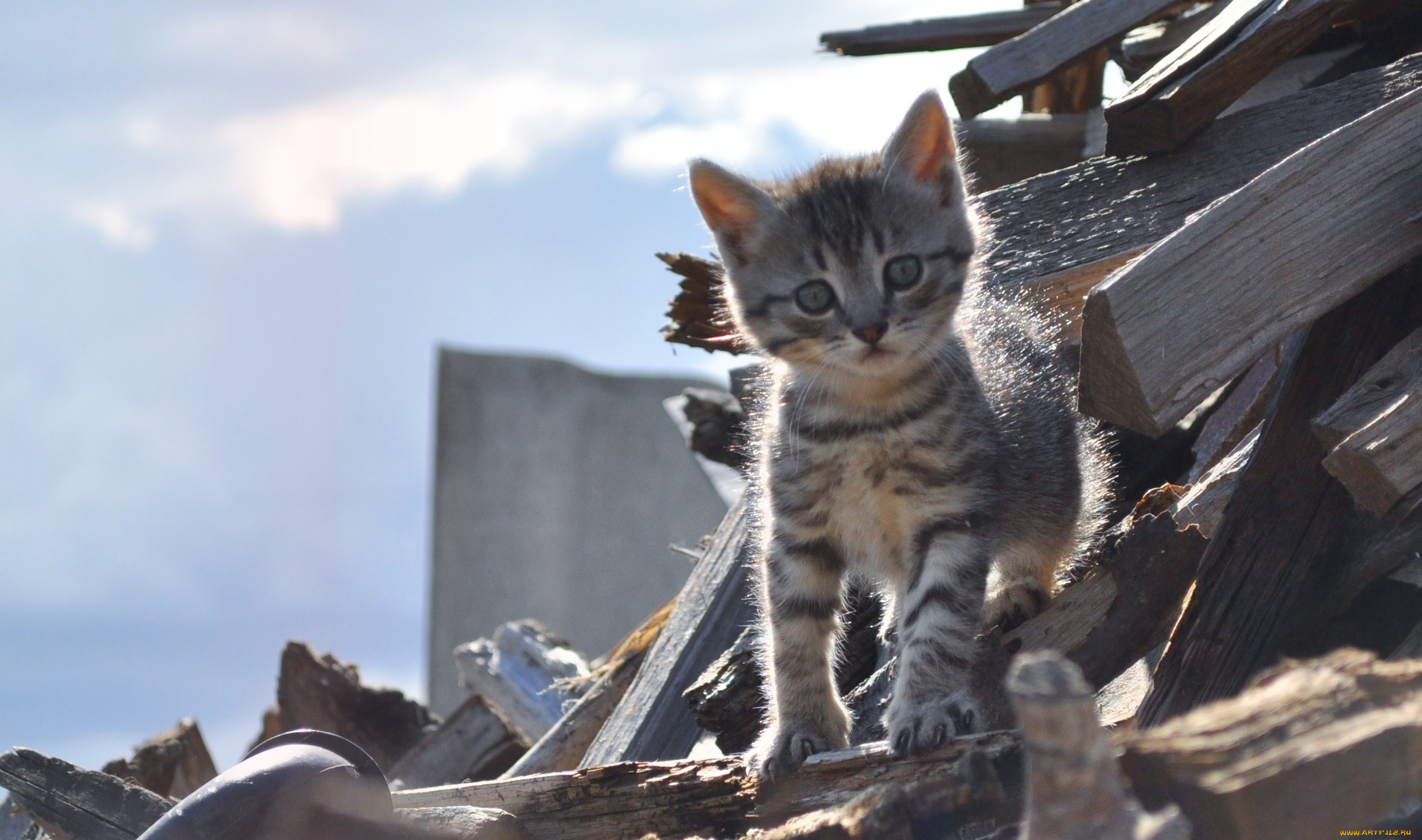 животные, коты, котёнок