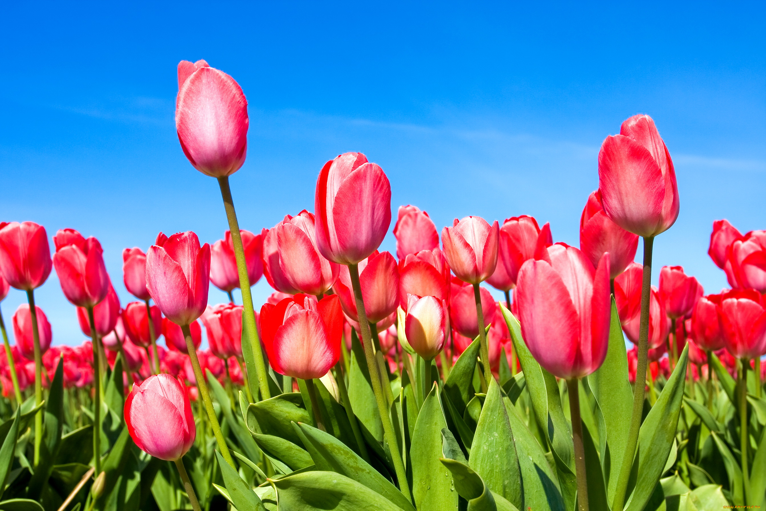 цветы, тюльпаны