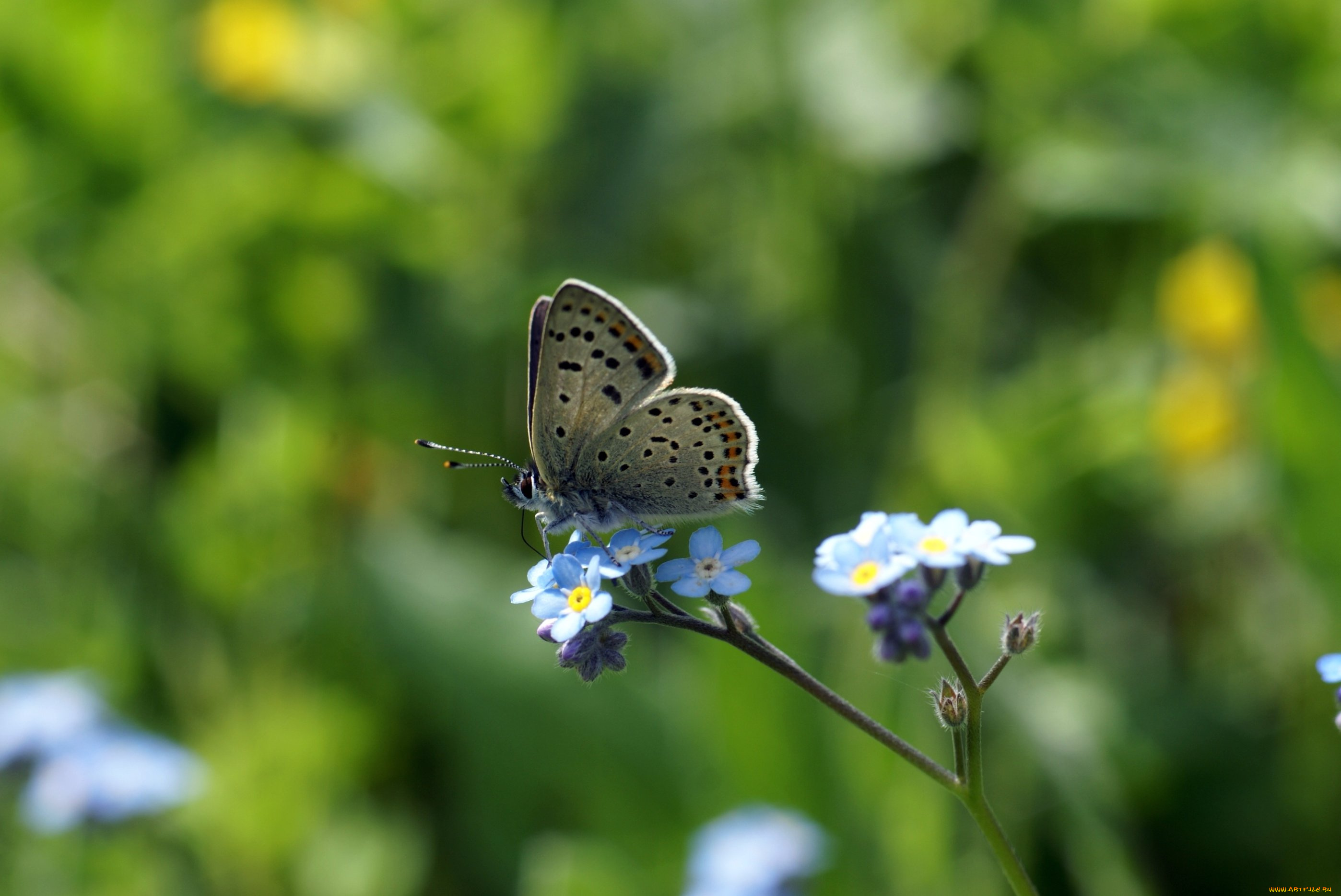 животные, бабочки, макро, на, цветке, голубянка, бабочка