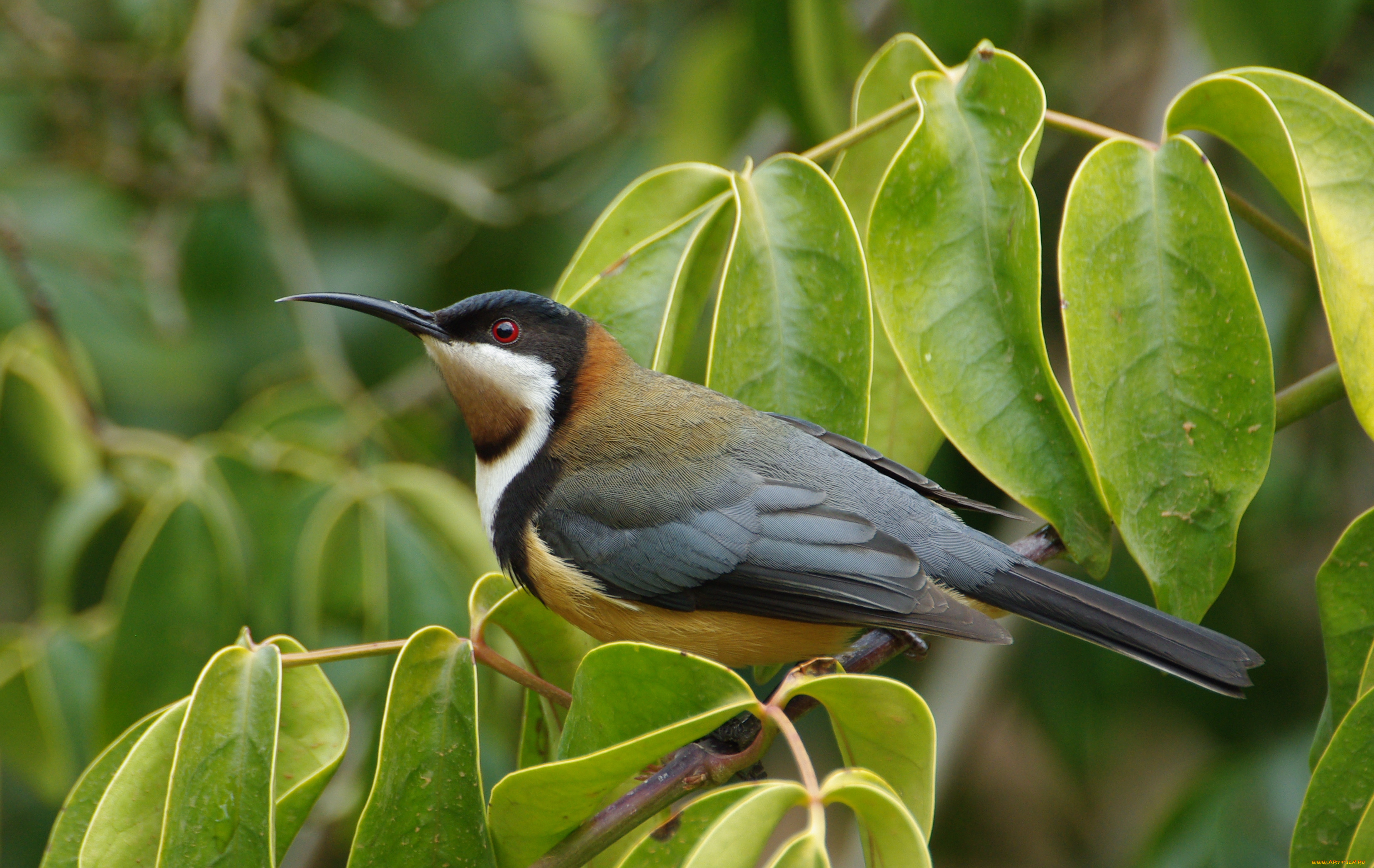 животные, птицы, восточный, шилоклювый, медосос, eastern, spinebill