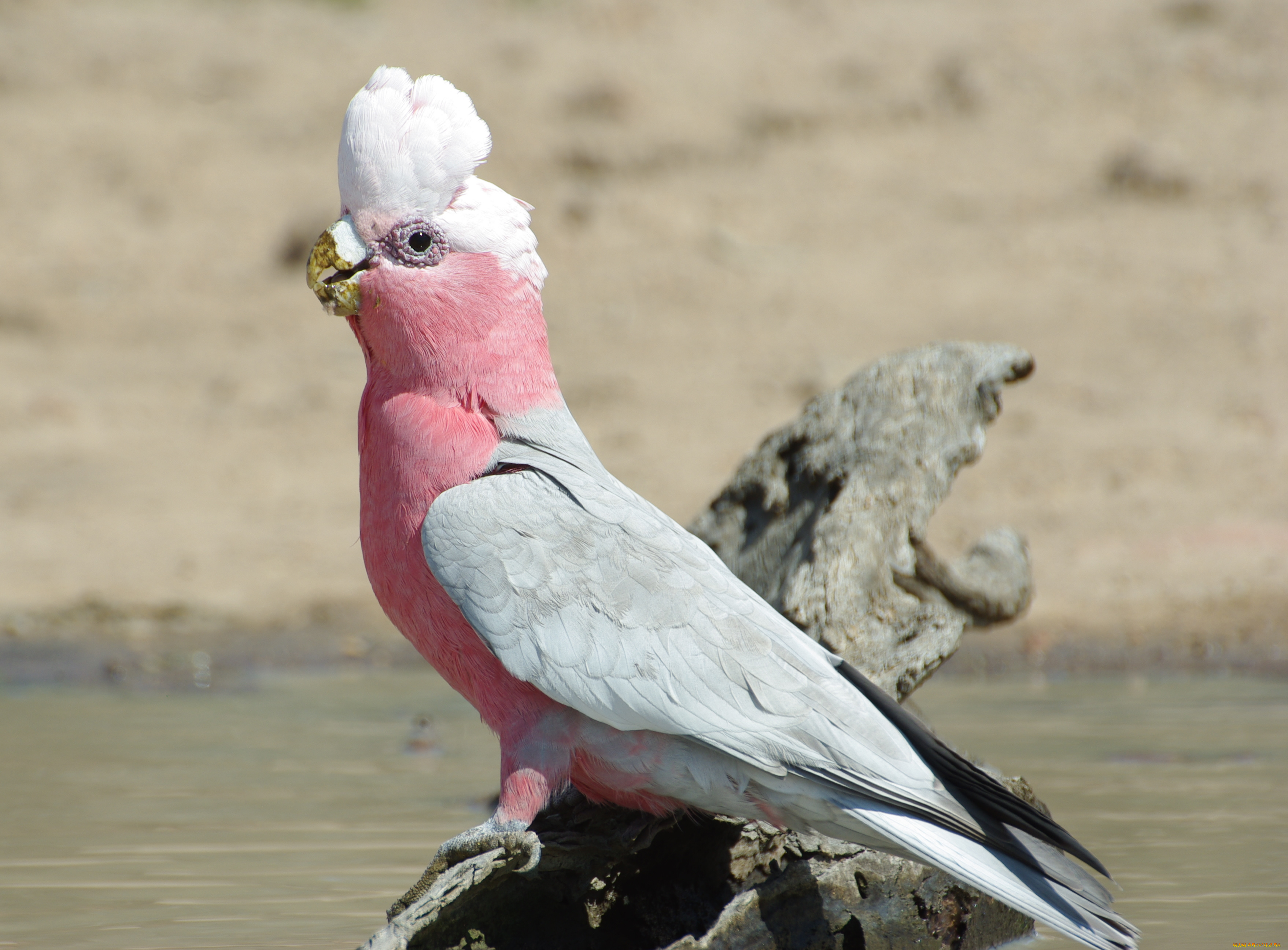 животные, попугаи, galah