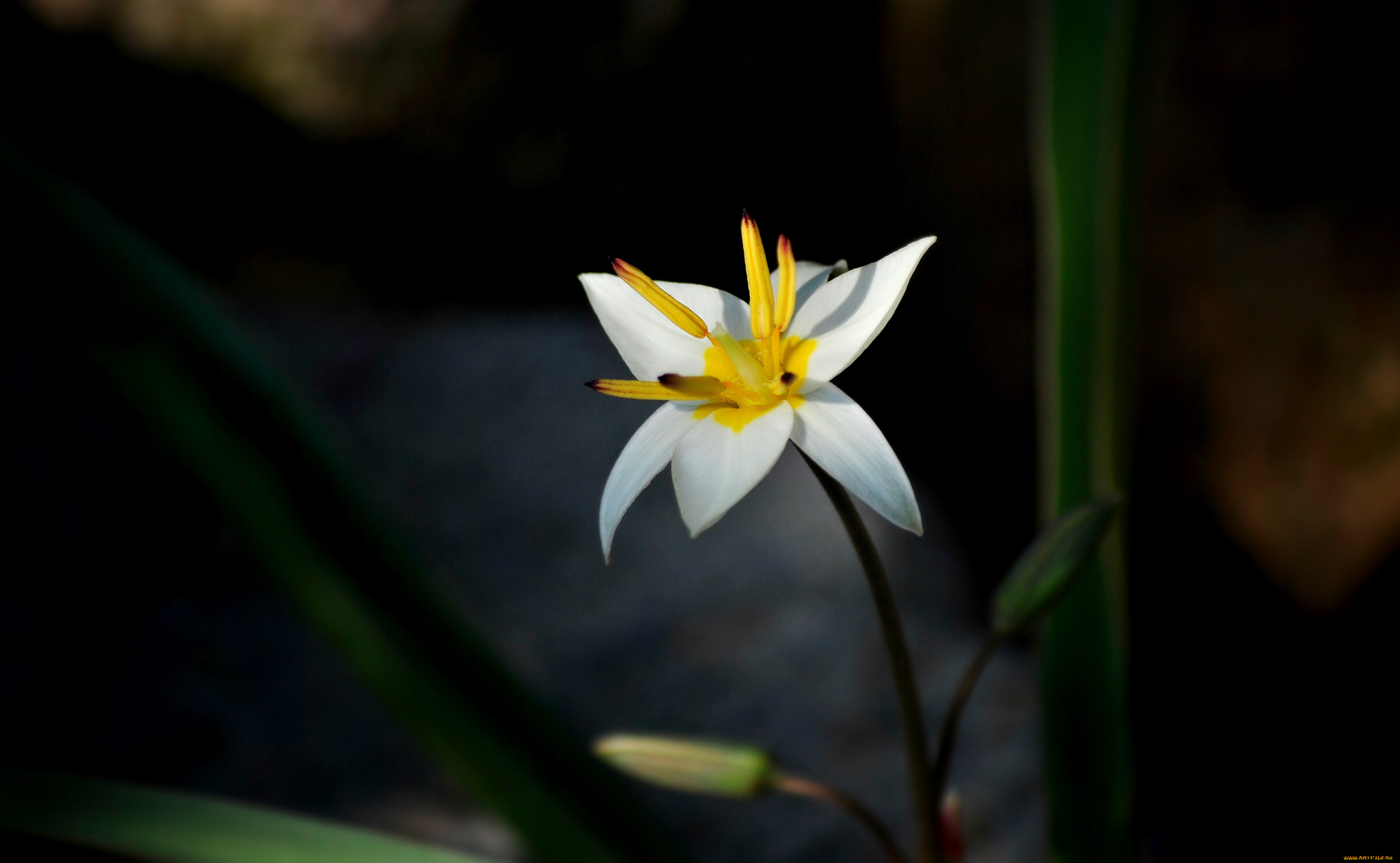 цветы, зефирантесы, белый