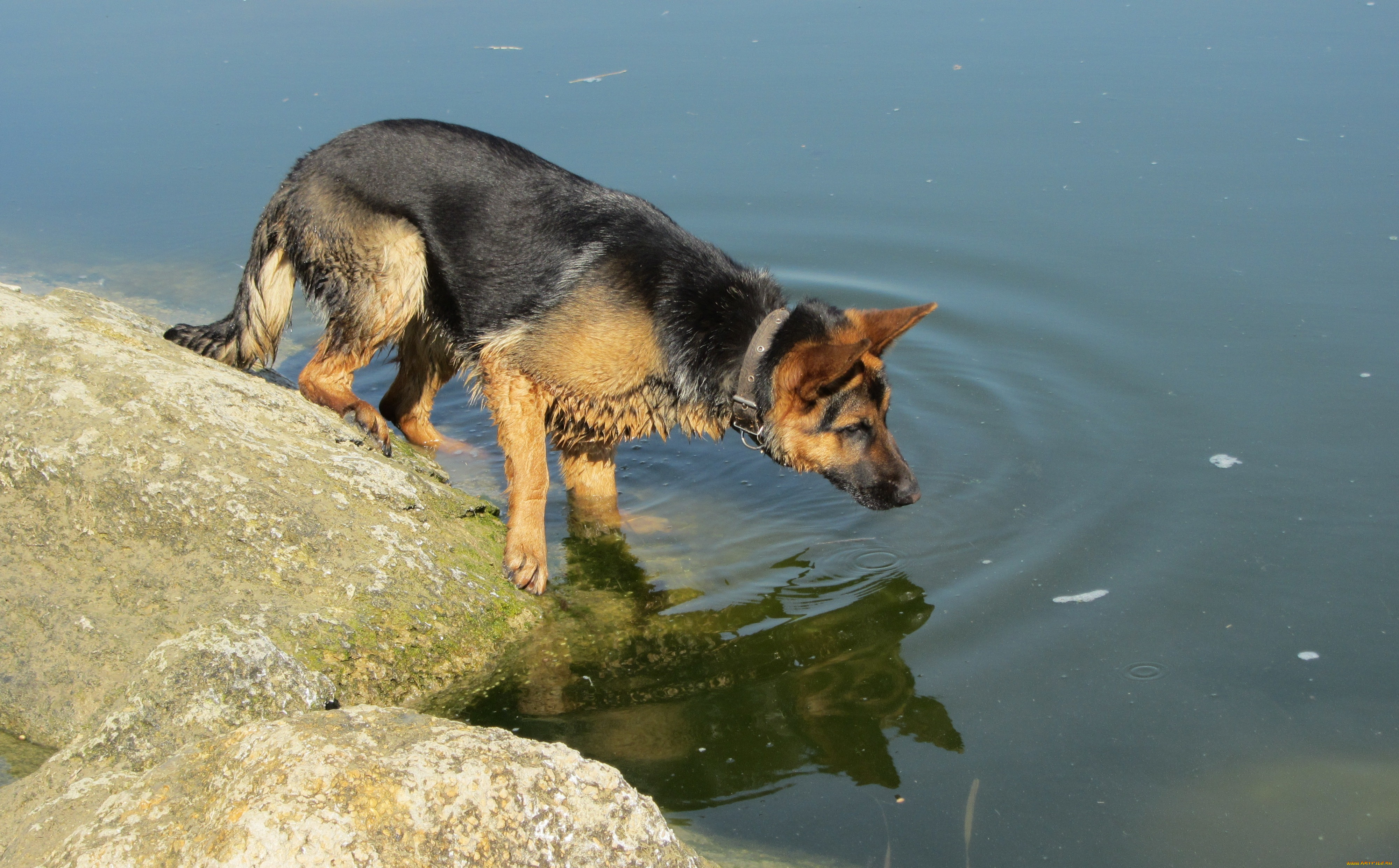 животные, собаки, немецкая, овчарка