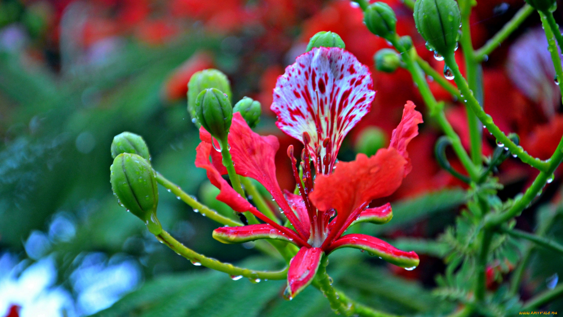 цветы, делоникс, королевский, огненное, дерево, тропики, красный