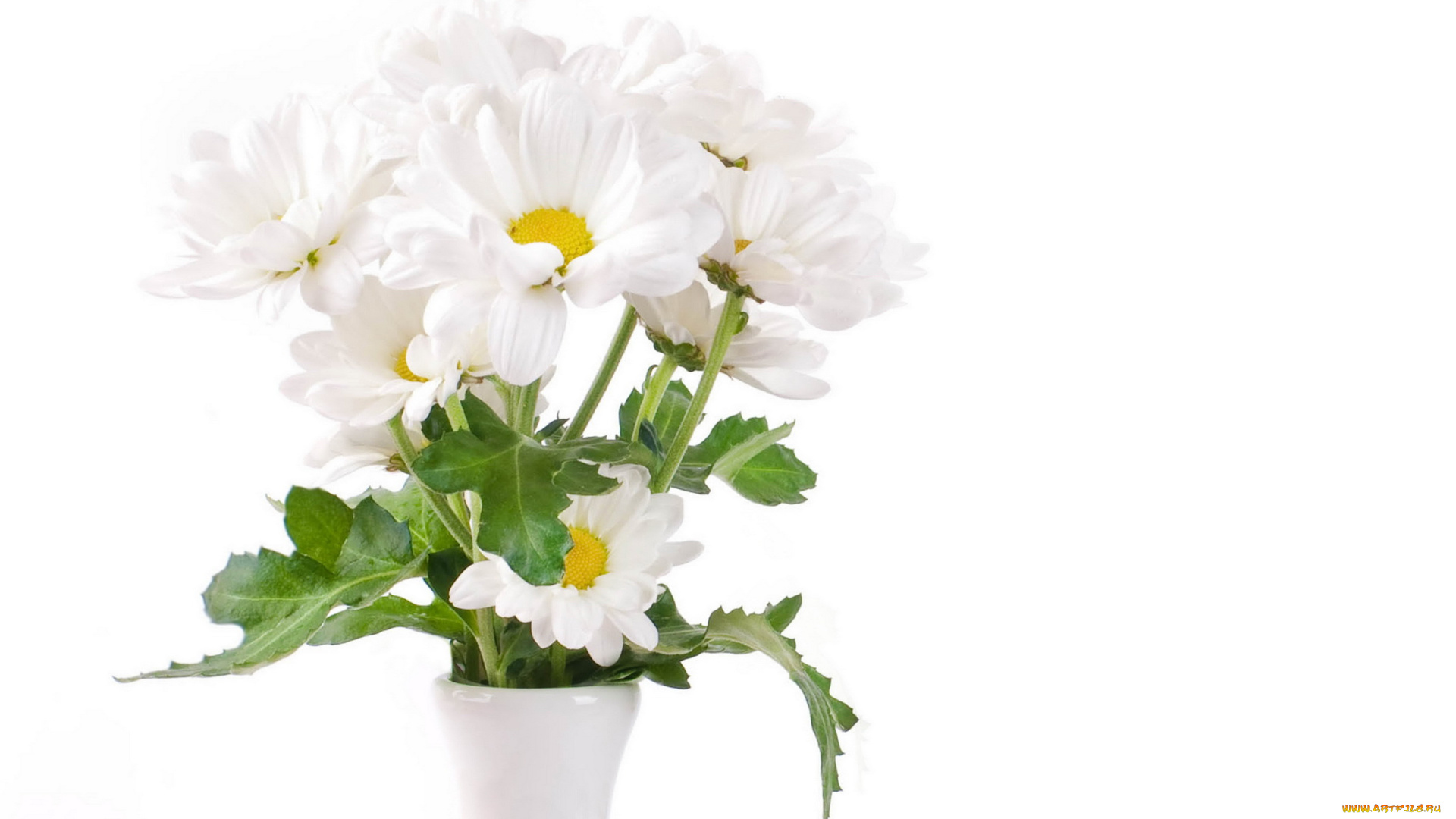 цветы, хризантемы, ваза, ромашки