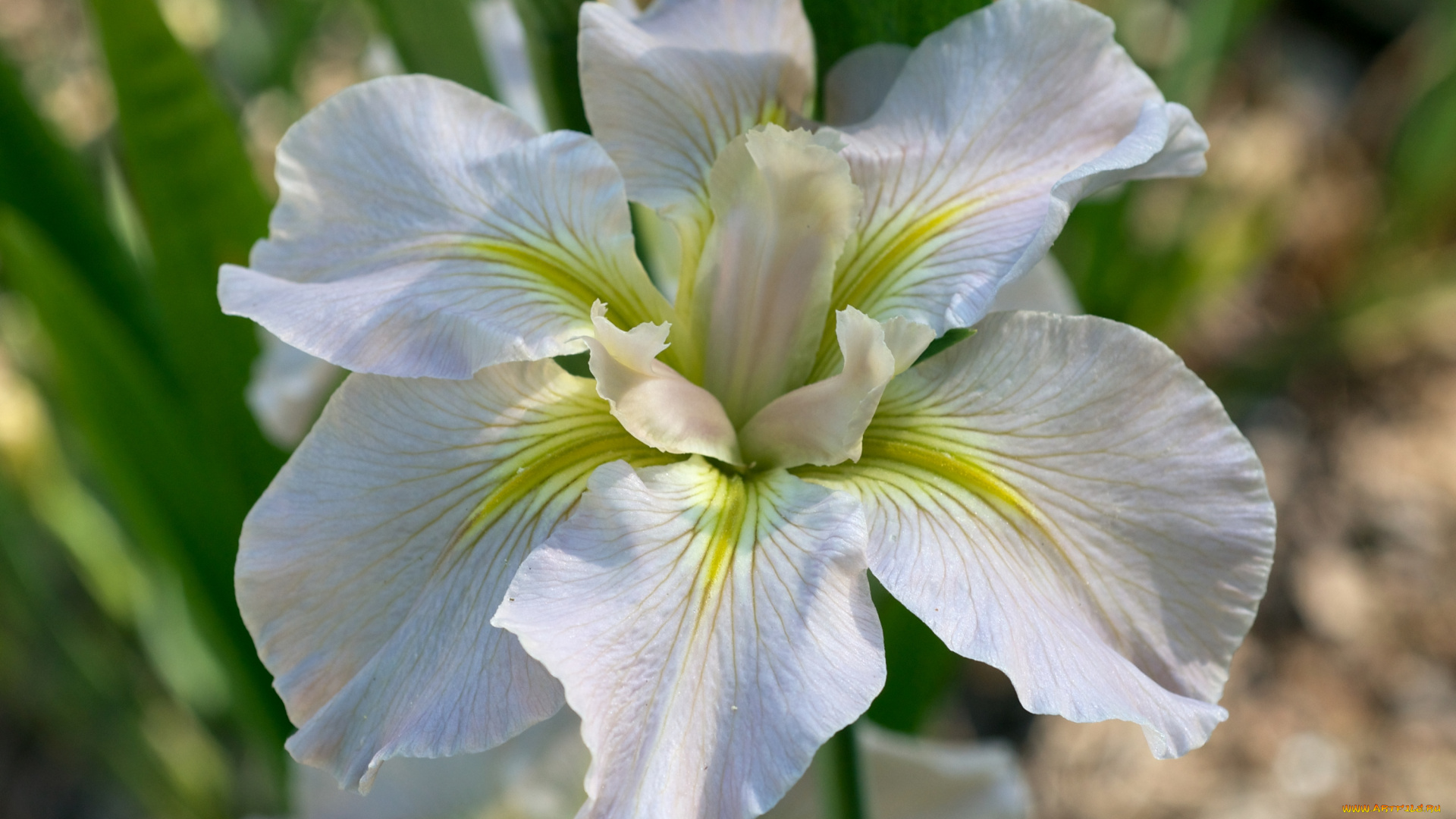 цветы, ирисы, лепестки, касатик