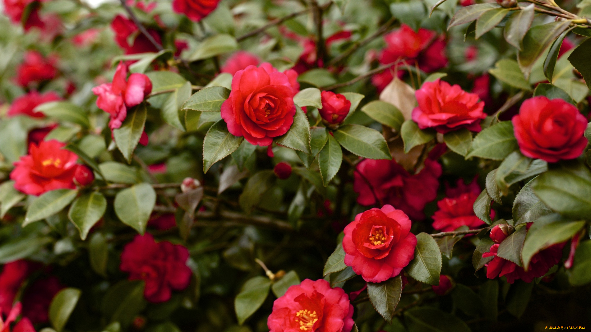 цветы, камелии, дерево, красный