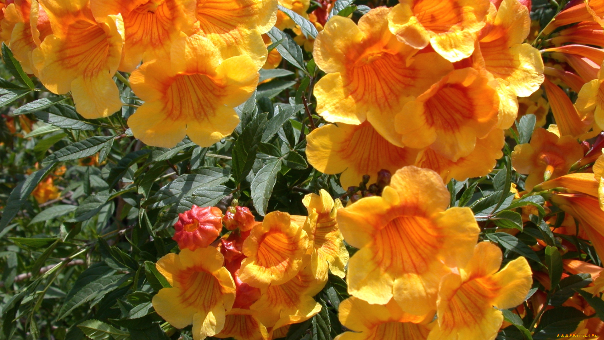 цветы, кампсис, текома, желтый