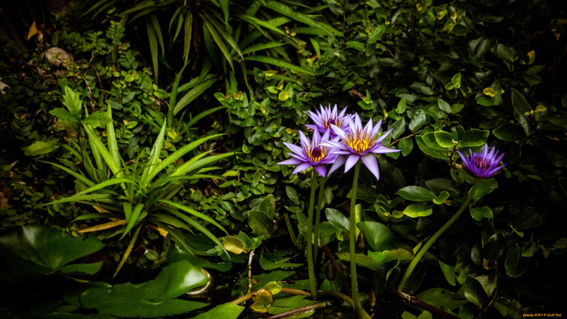 цветы, лилии, водяные, нимфеи, кувшинки, фиолетовый, заросли