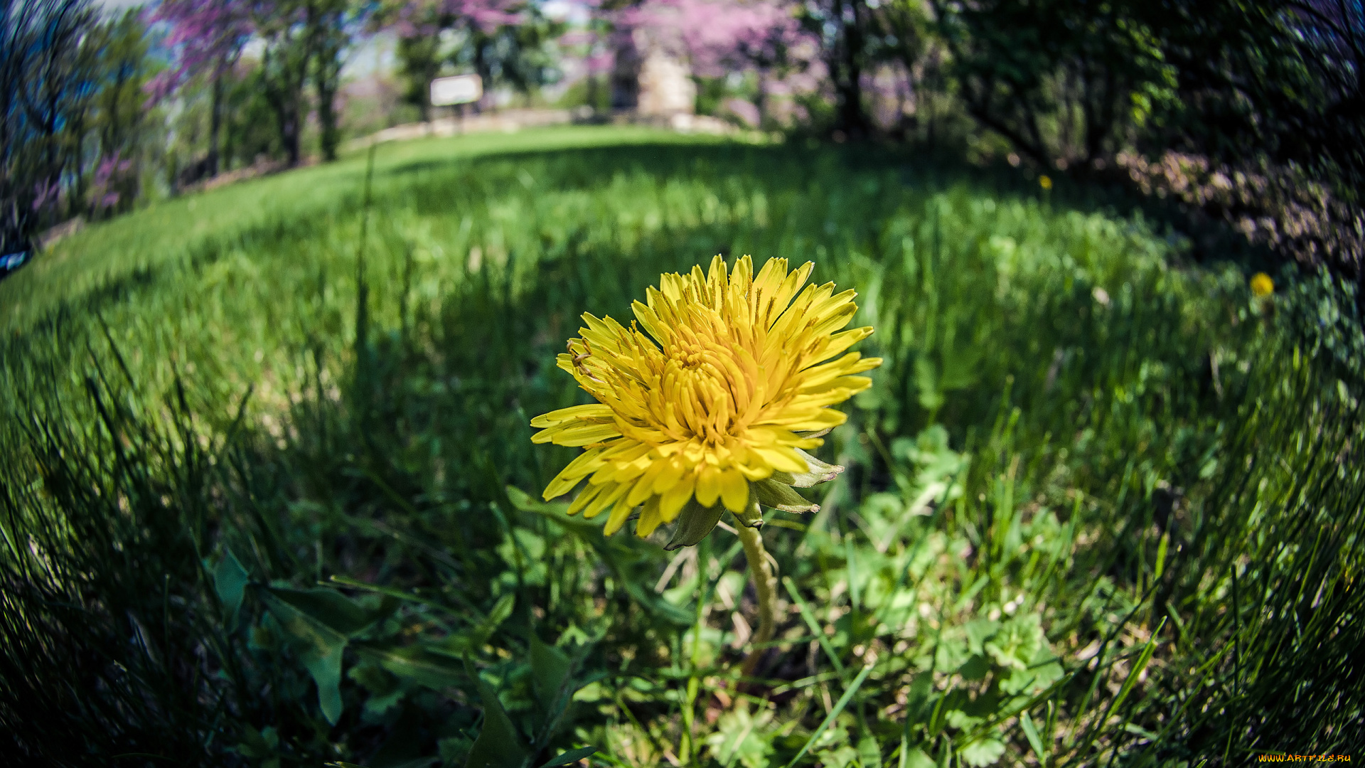 цветы, одуванчики, трава