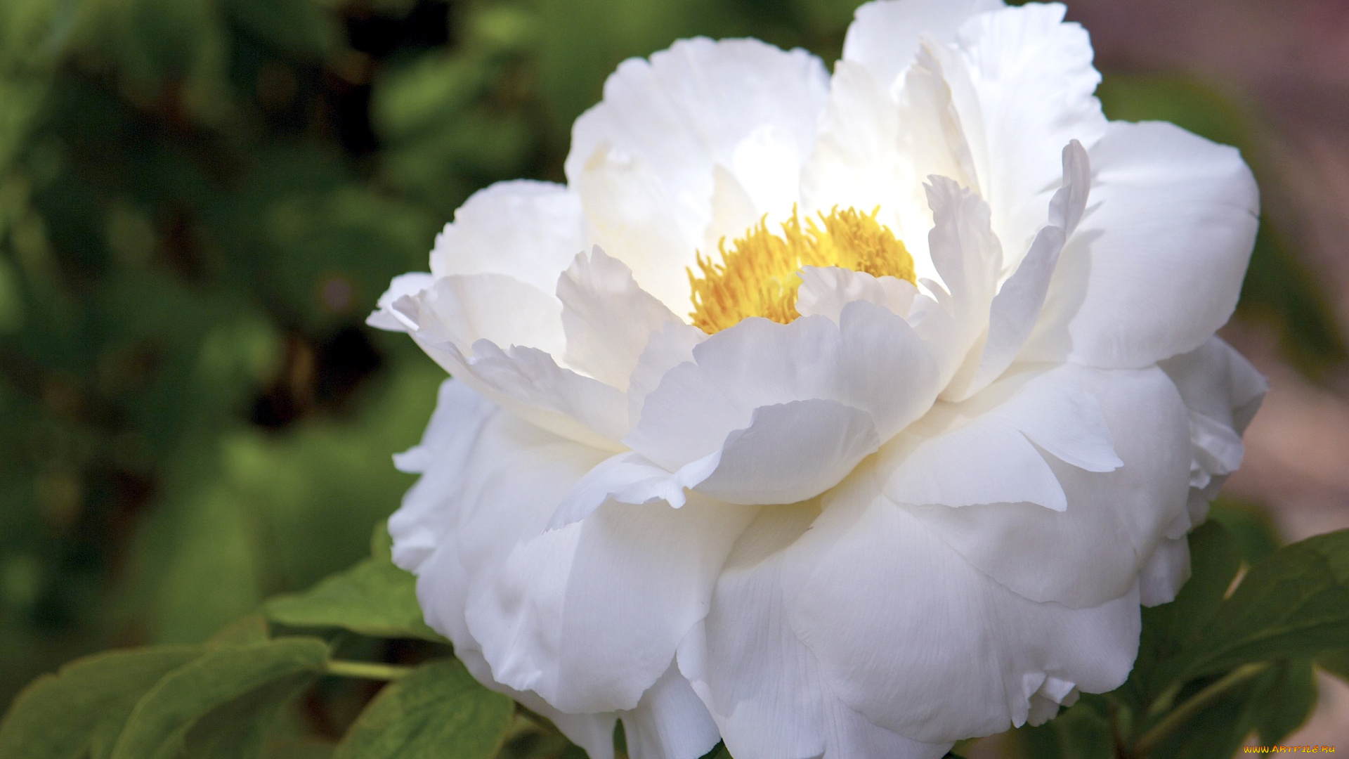 цветы, пионы, белый