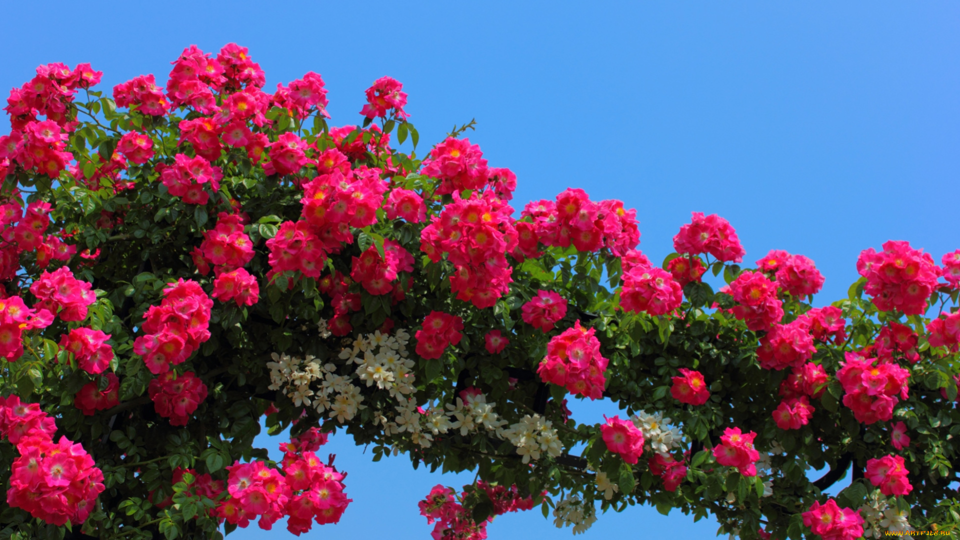 цветы, розы, арка, красный