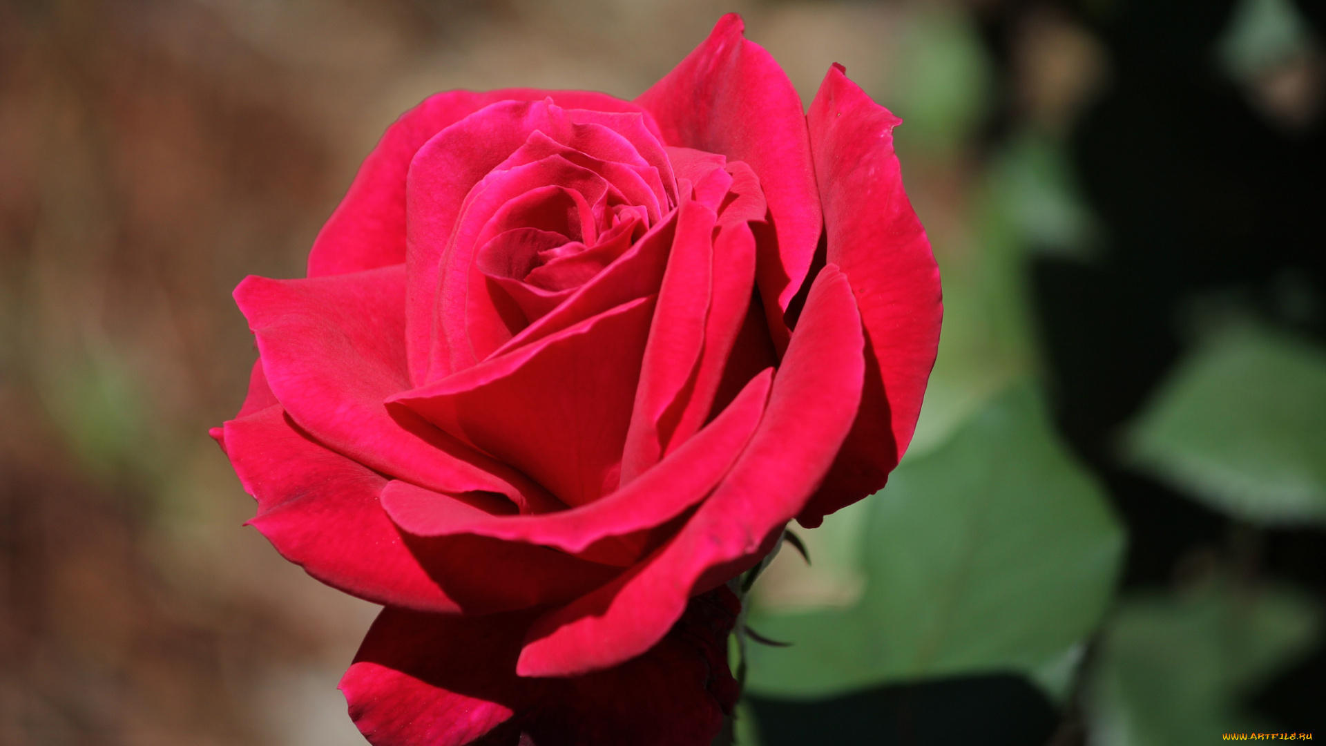 цветы, розы, бутон, макро