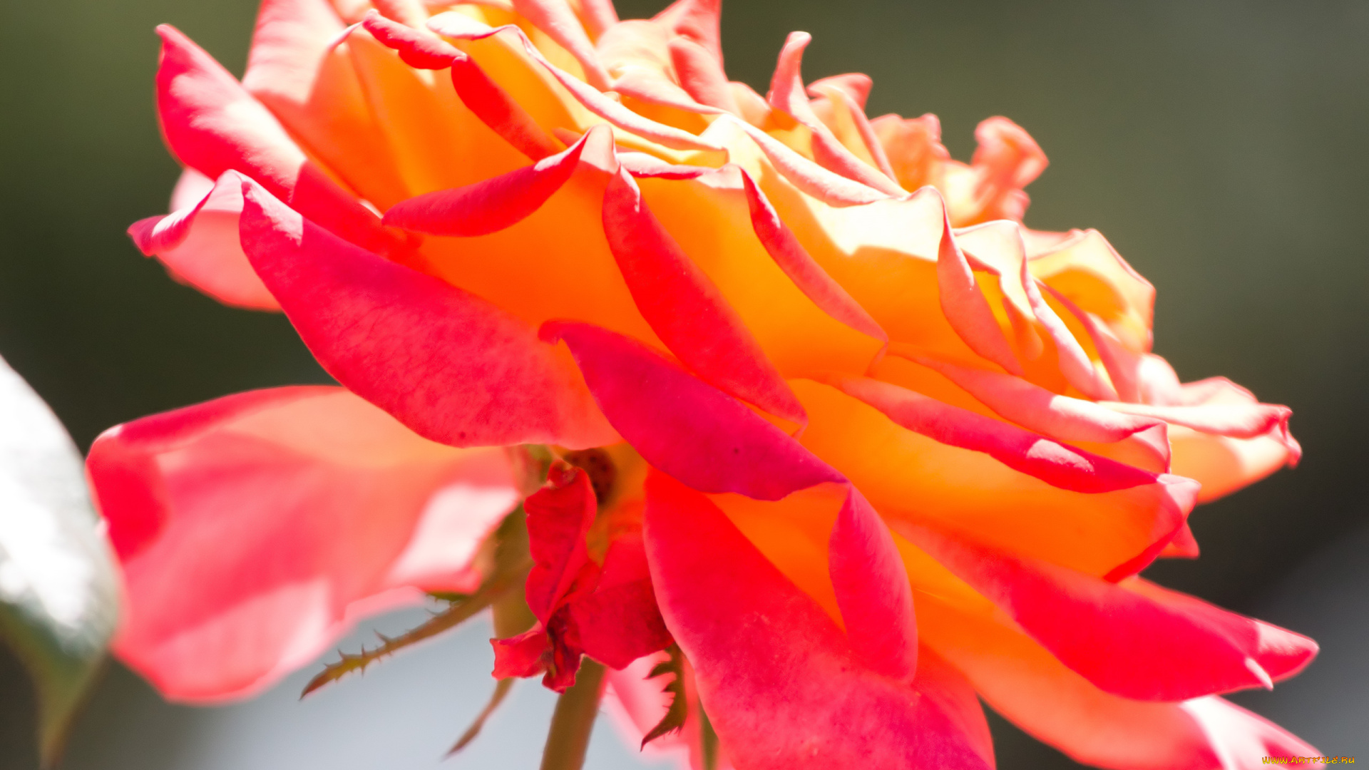 цветы, розы, лепестки, стебель