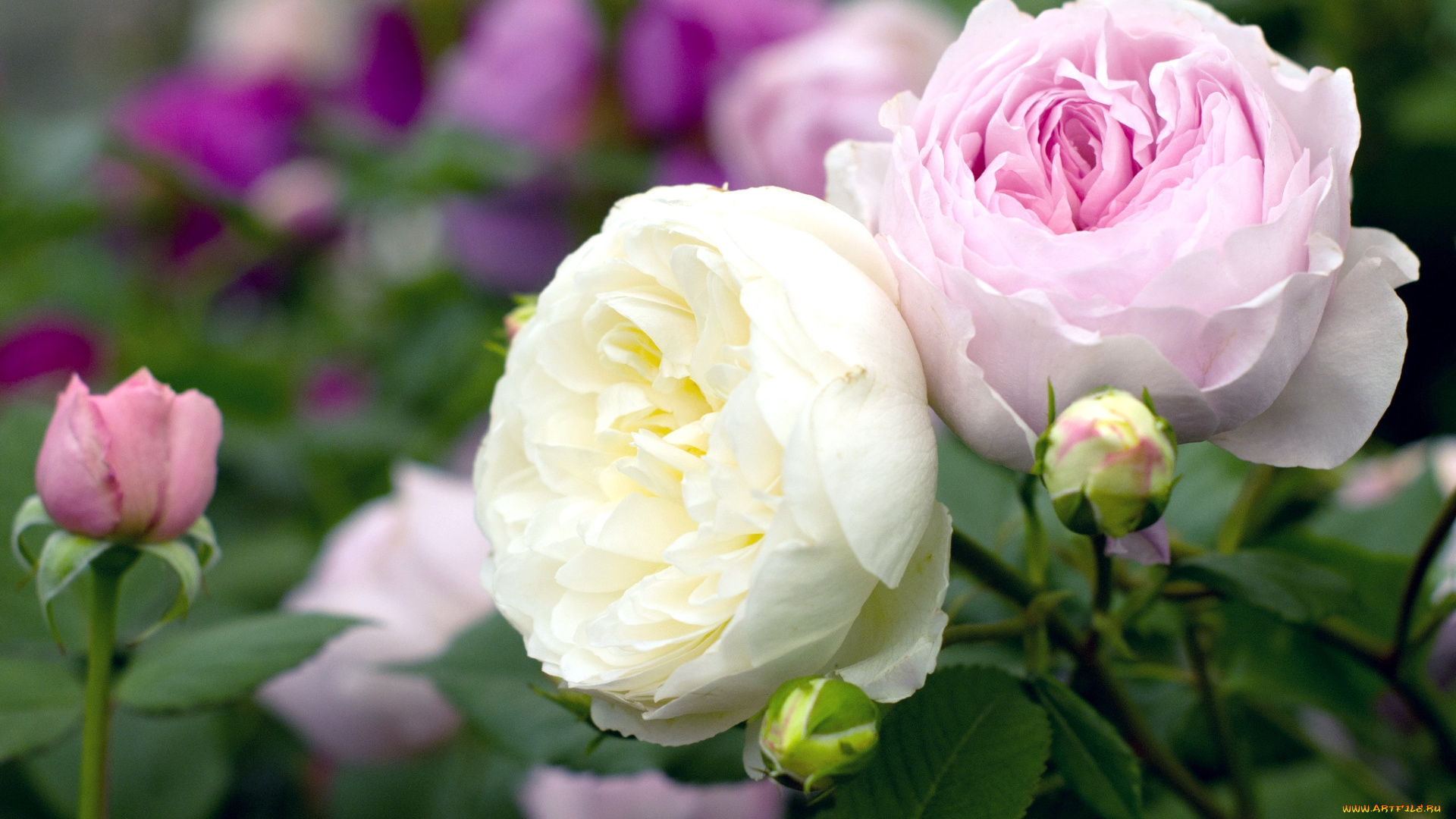 цветы, розы, парочка, красавицы