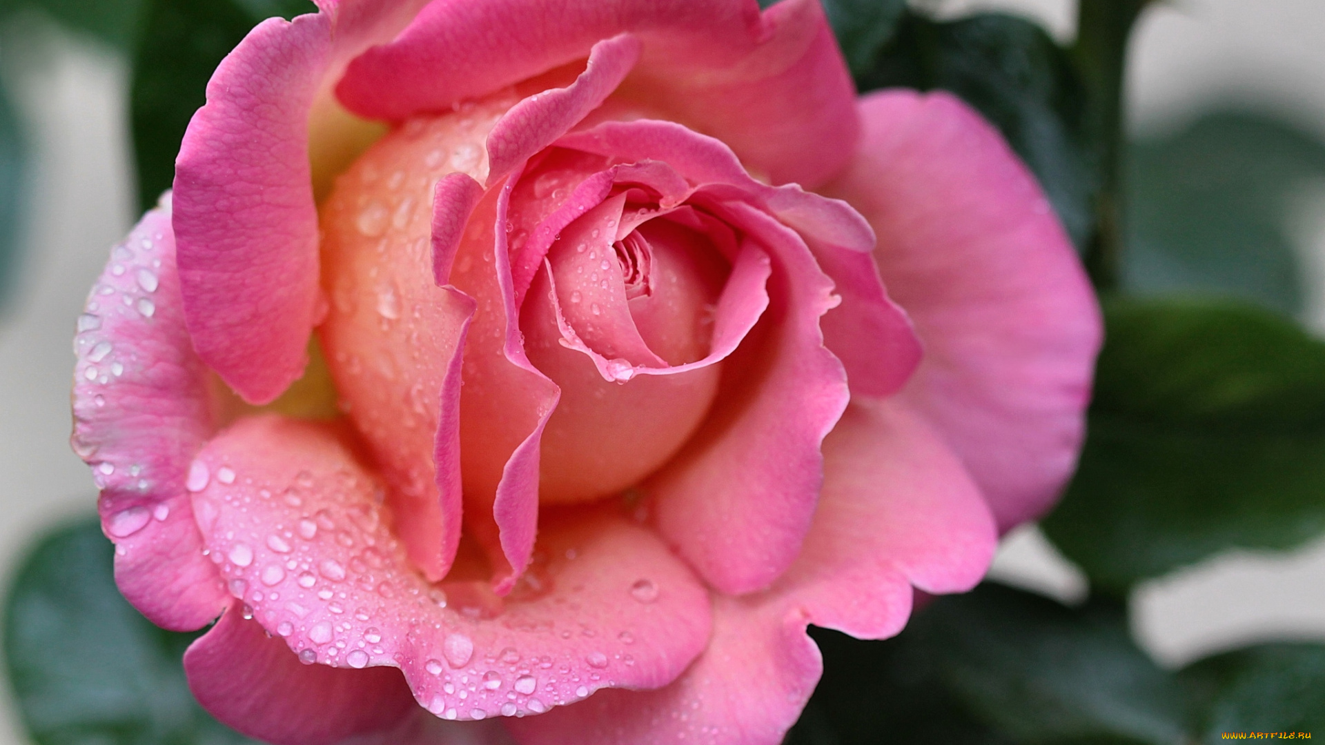 цветы, розы, розовый, макро, лепестки