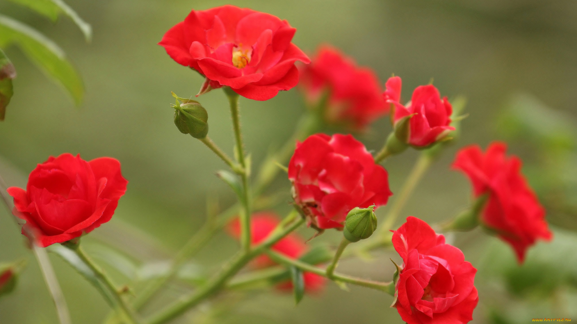 цветы, розы, ветка, бутоны
