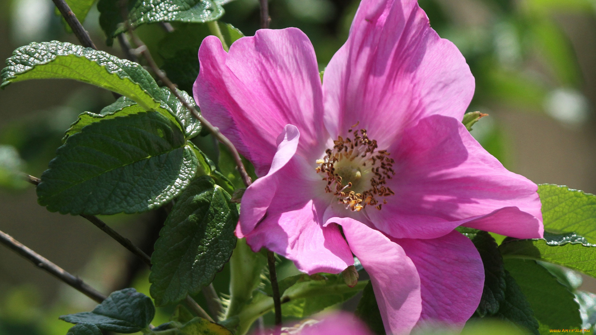 цветы, шиповник, лепестки, листья, макро