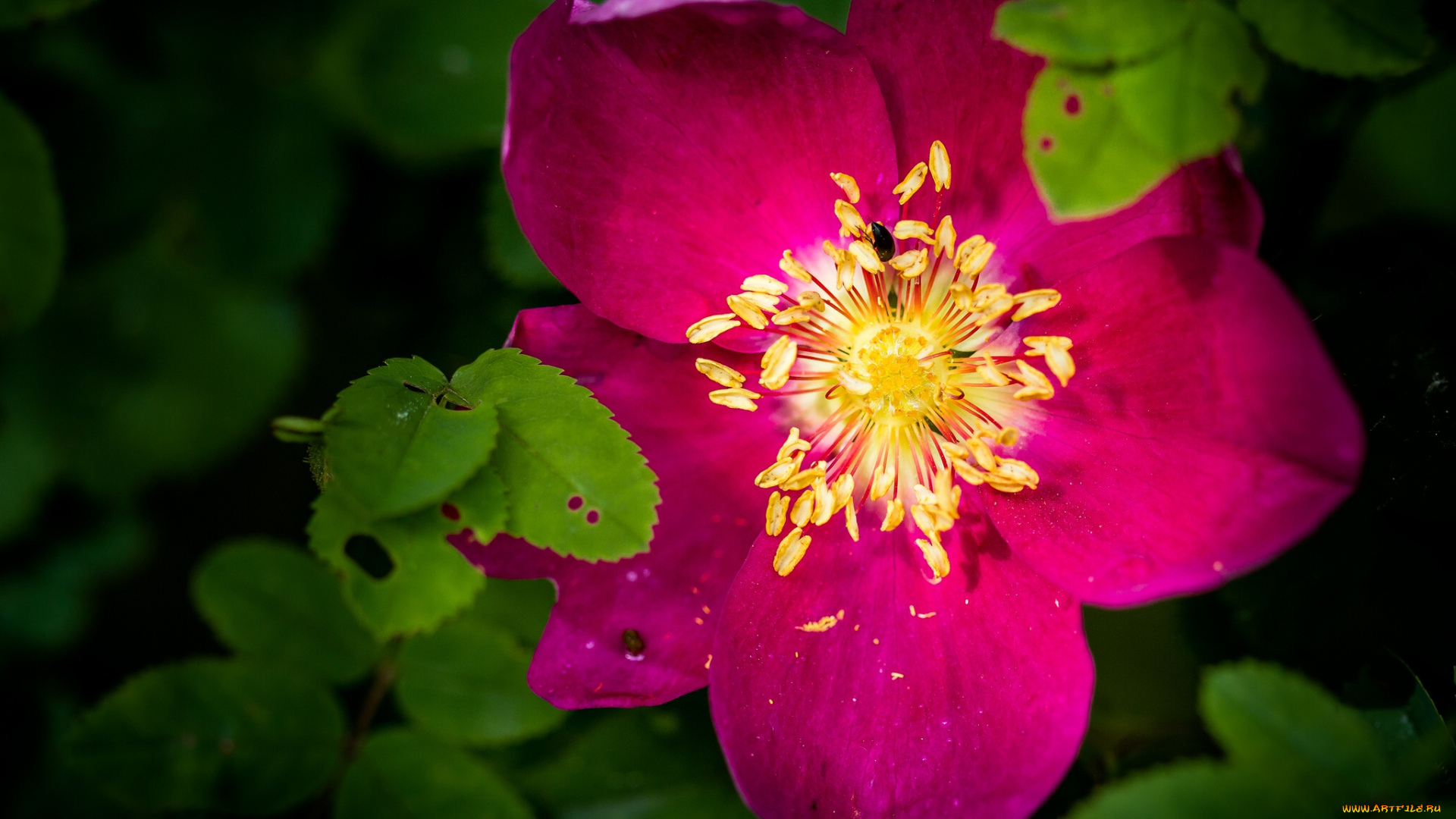цветы, шиповник, макро, листья, лепестки