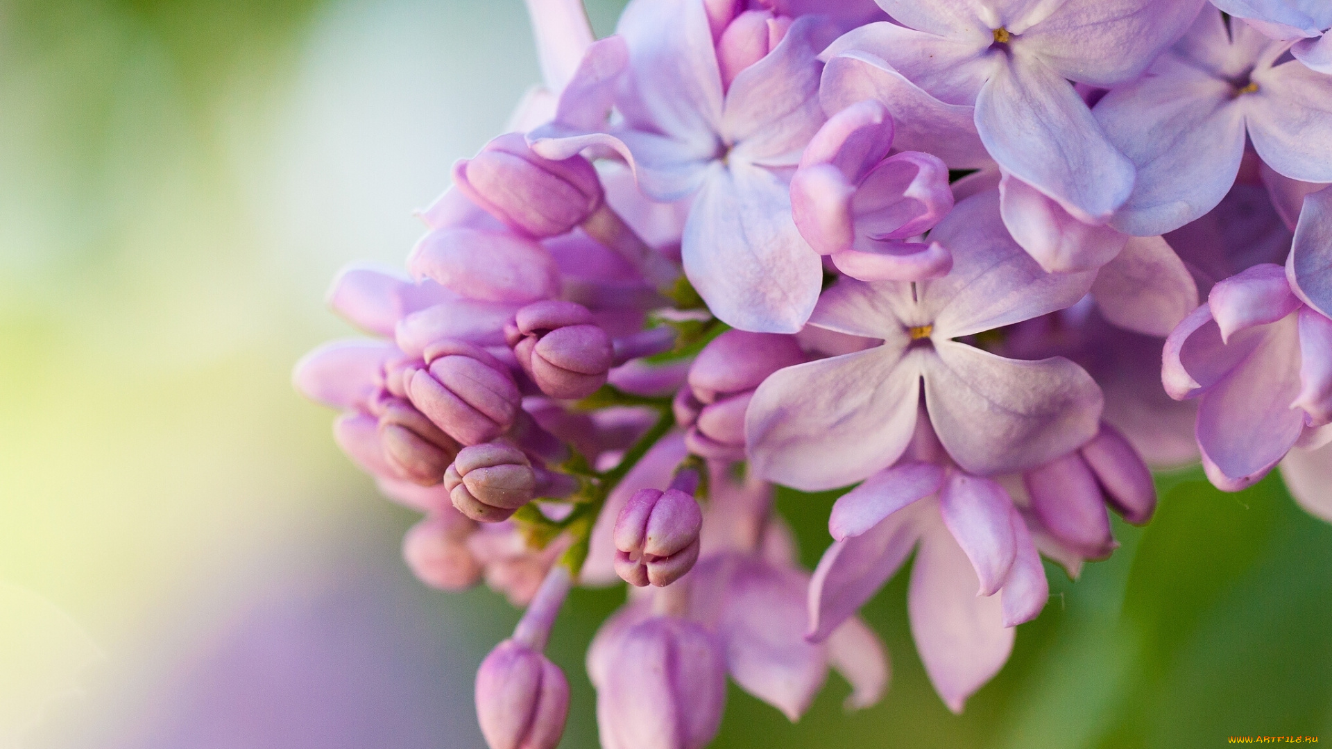 цветы, сирень, макро, соцветие