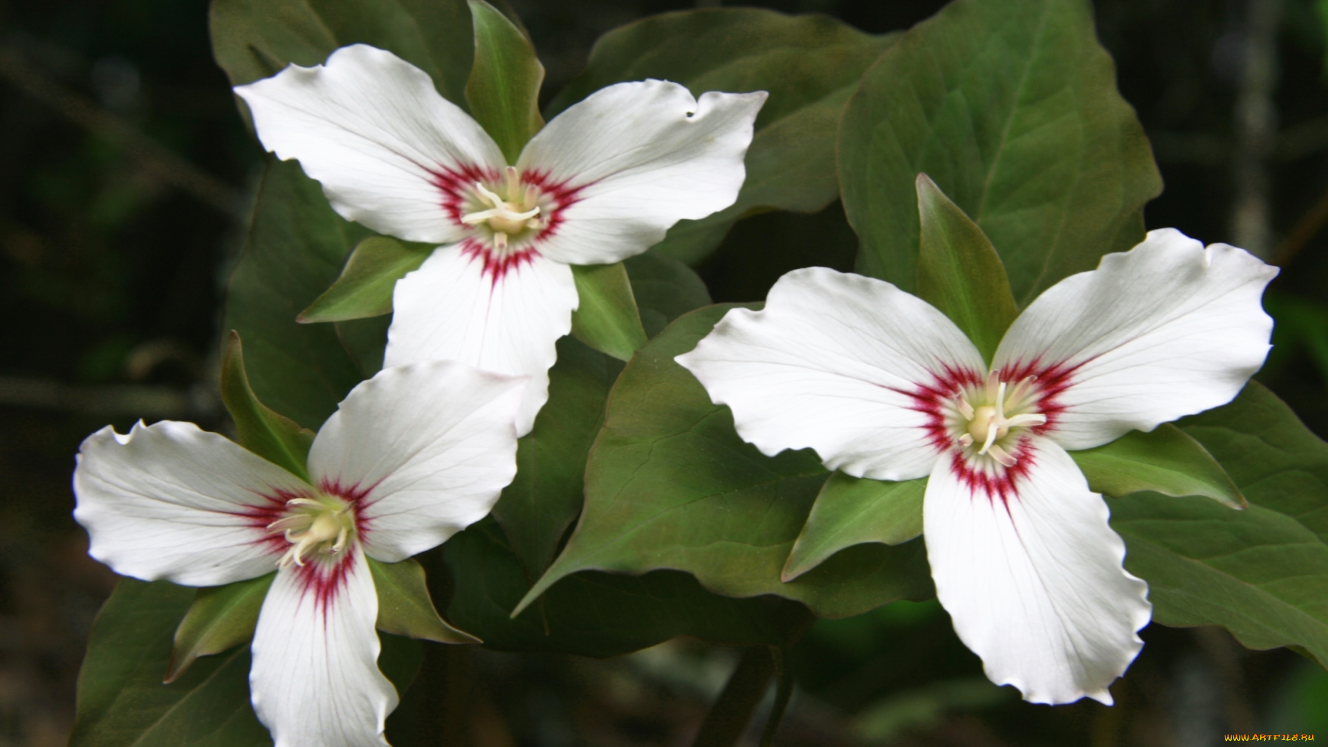 цветы, триллиумы, трилистник