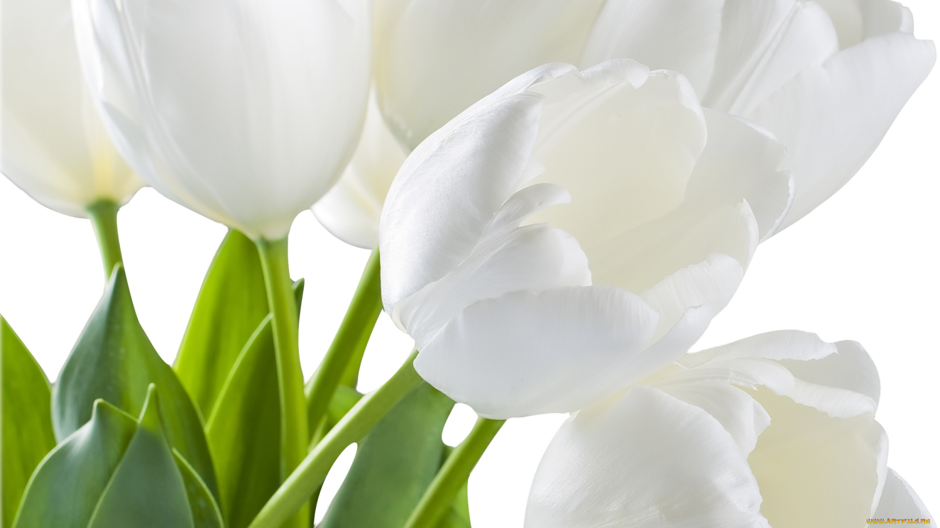 цветы, тюльпаны