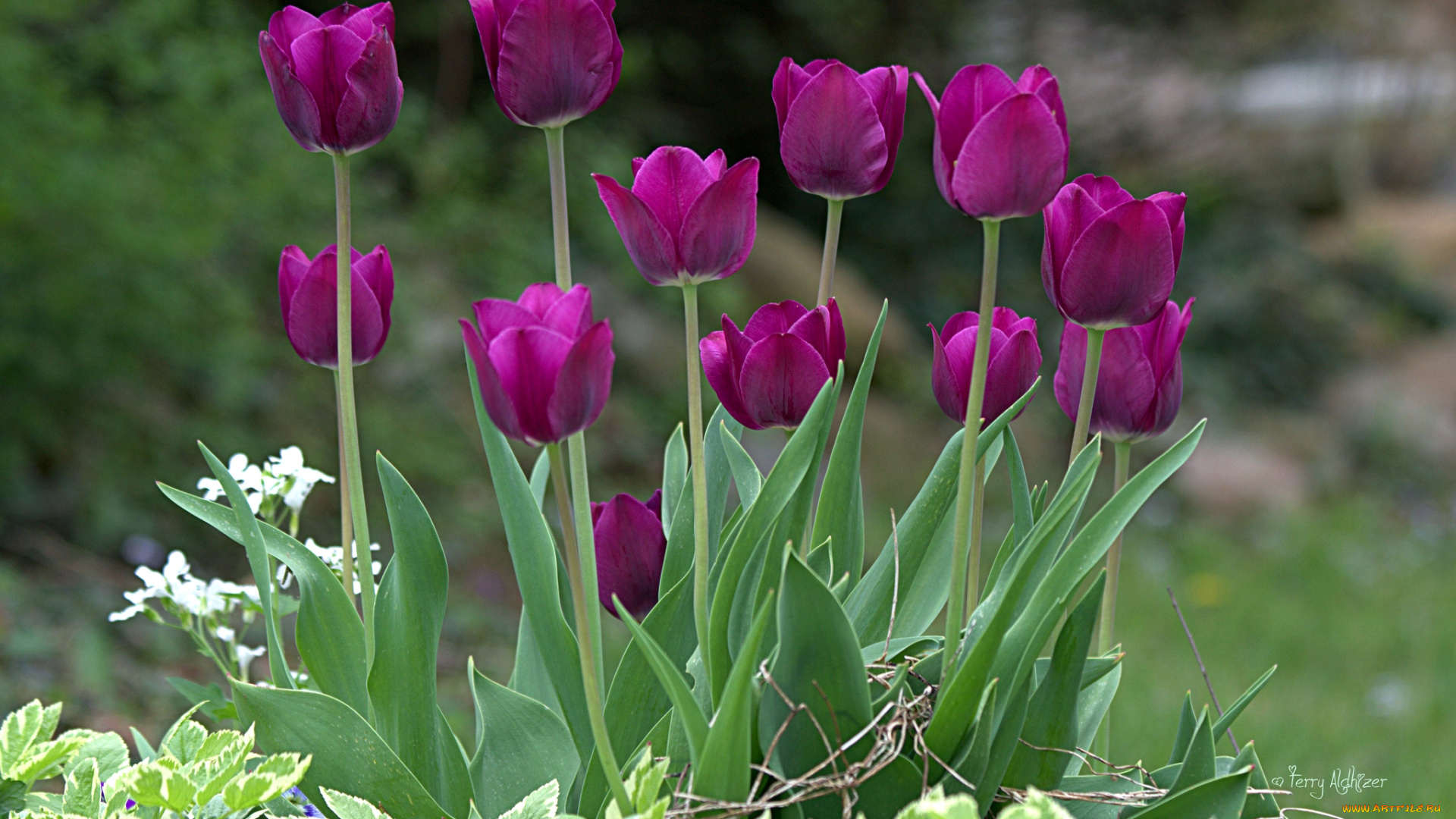 цветы, тюльпаны, лиловый