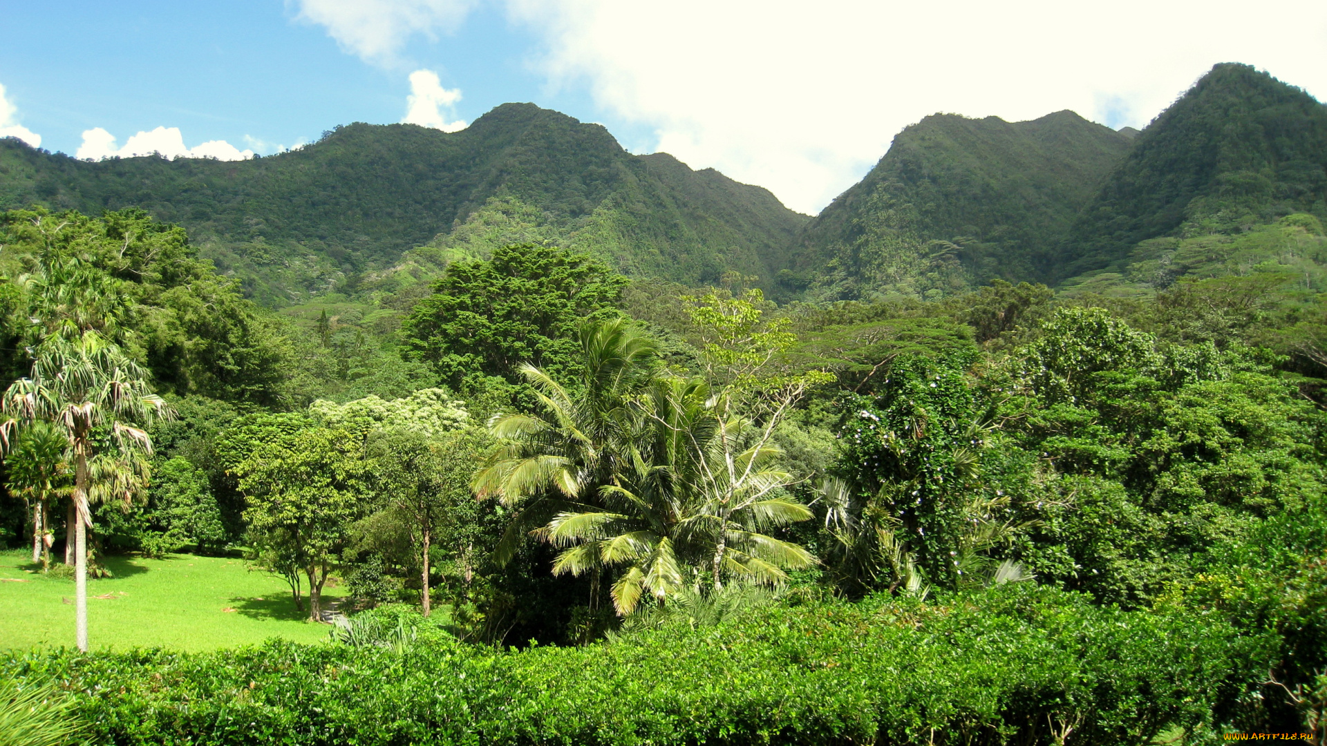 lyon, arboretum, oahu, hawaii, природа, парк, сад, пруд, растения