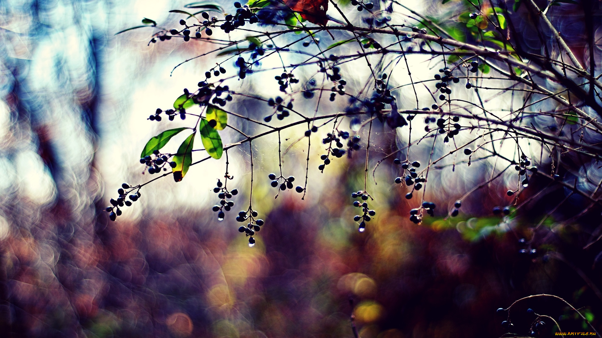 природа, Ягоды, куст, капли, дождь