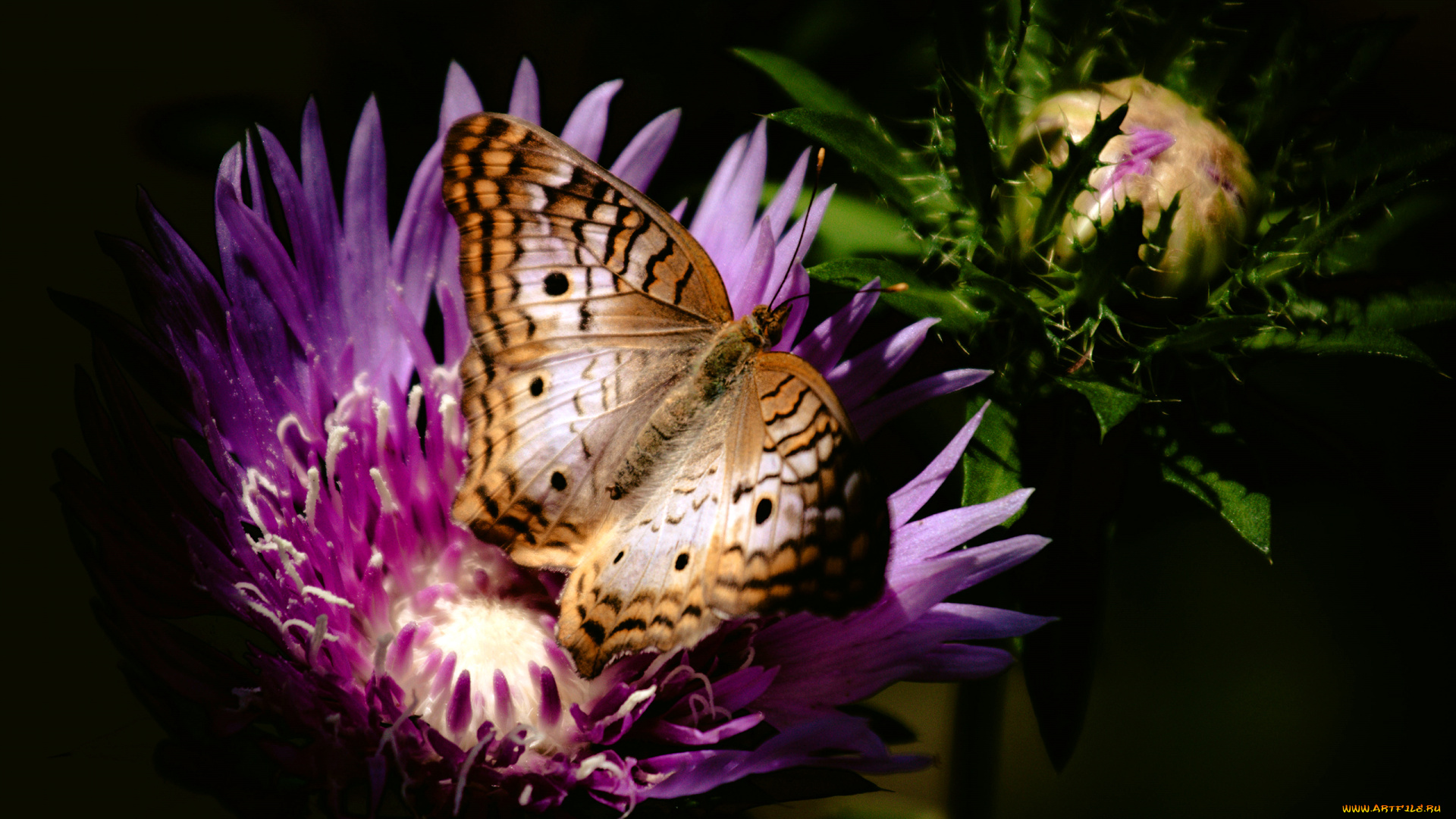 животные, бабочки, бутон, крылья