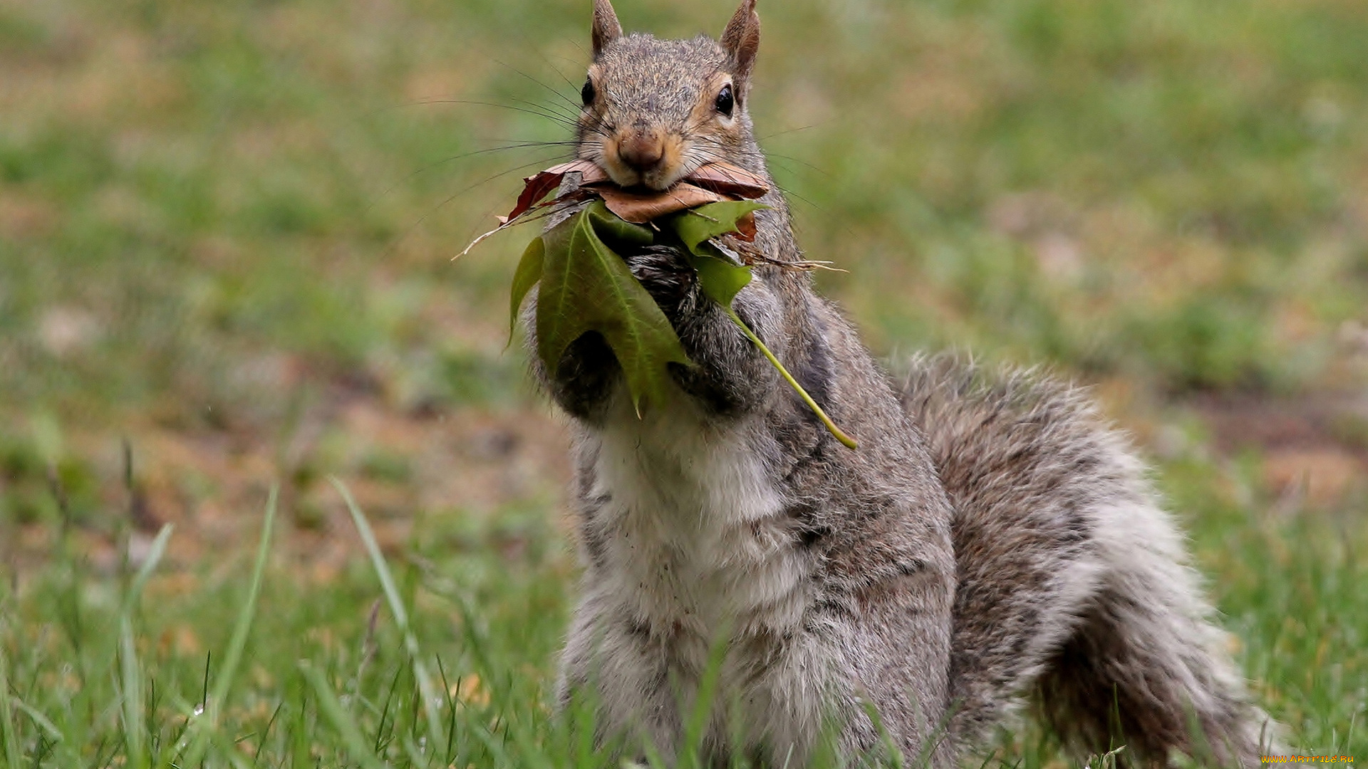 животные, белки, листья