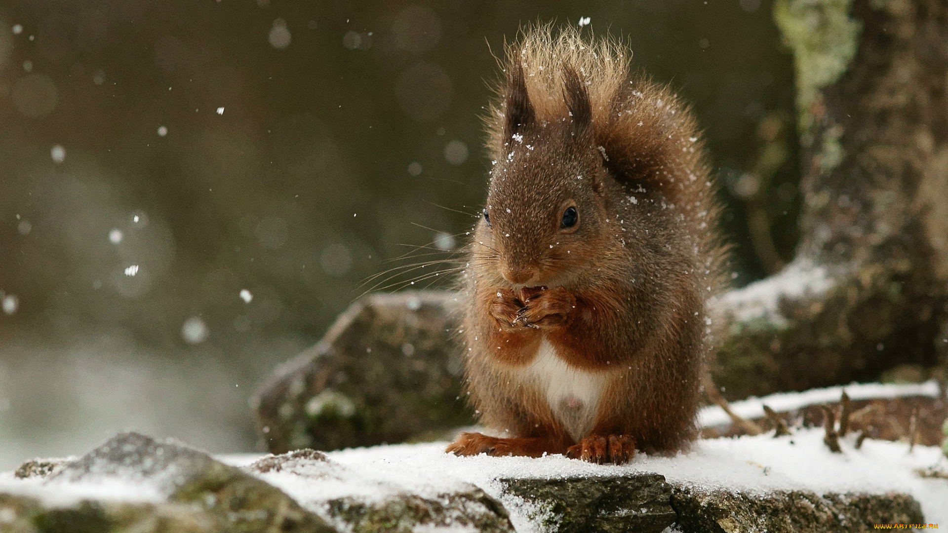 животные, белки, рыжий, зверек