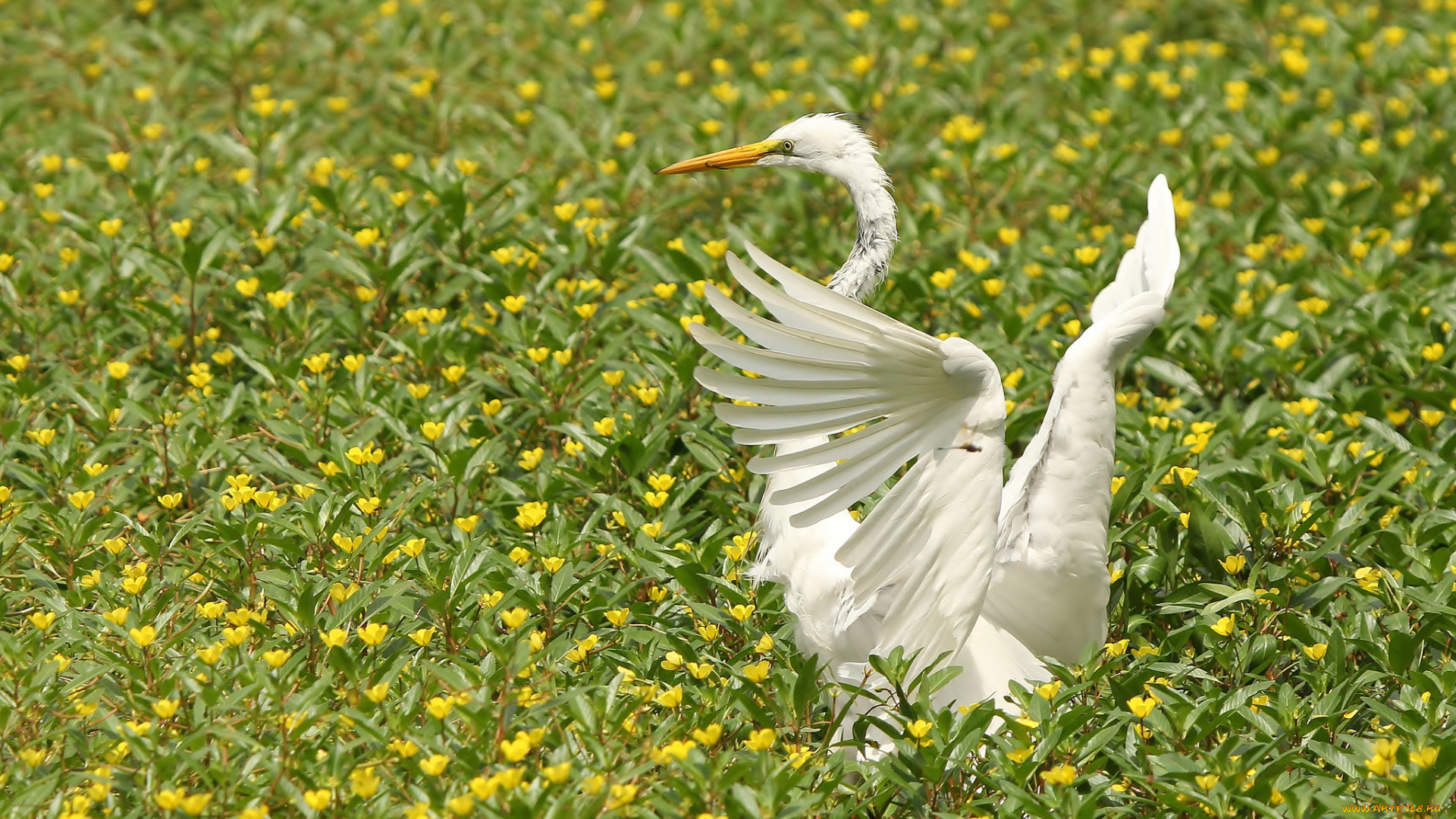 животные, цапли, цветы, большая, белая, цапля, крылья