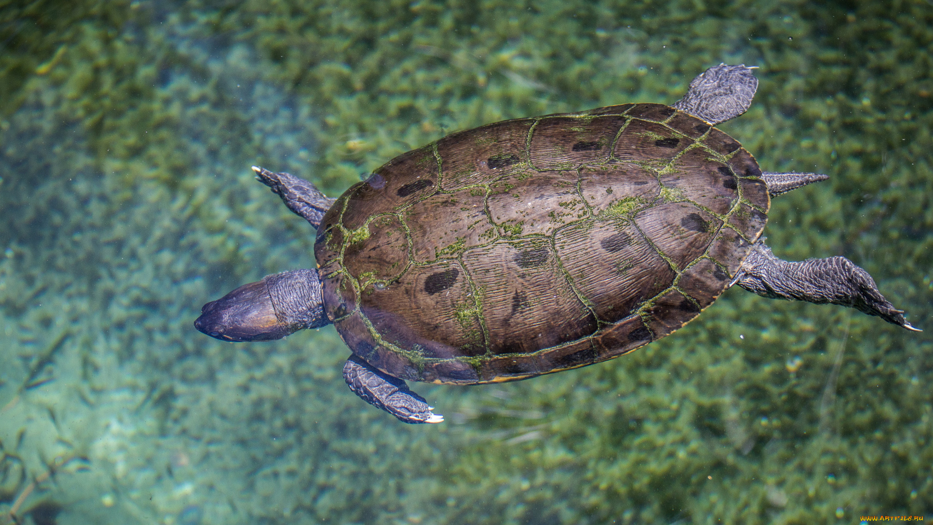 животные, Черепахи, вода