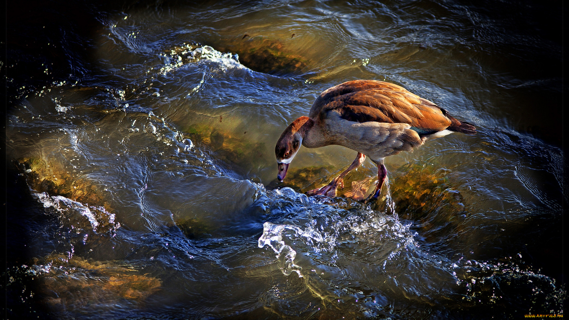 животные, гуси, вода