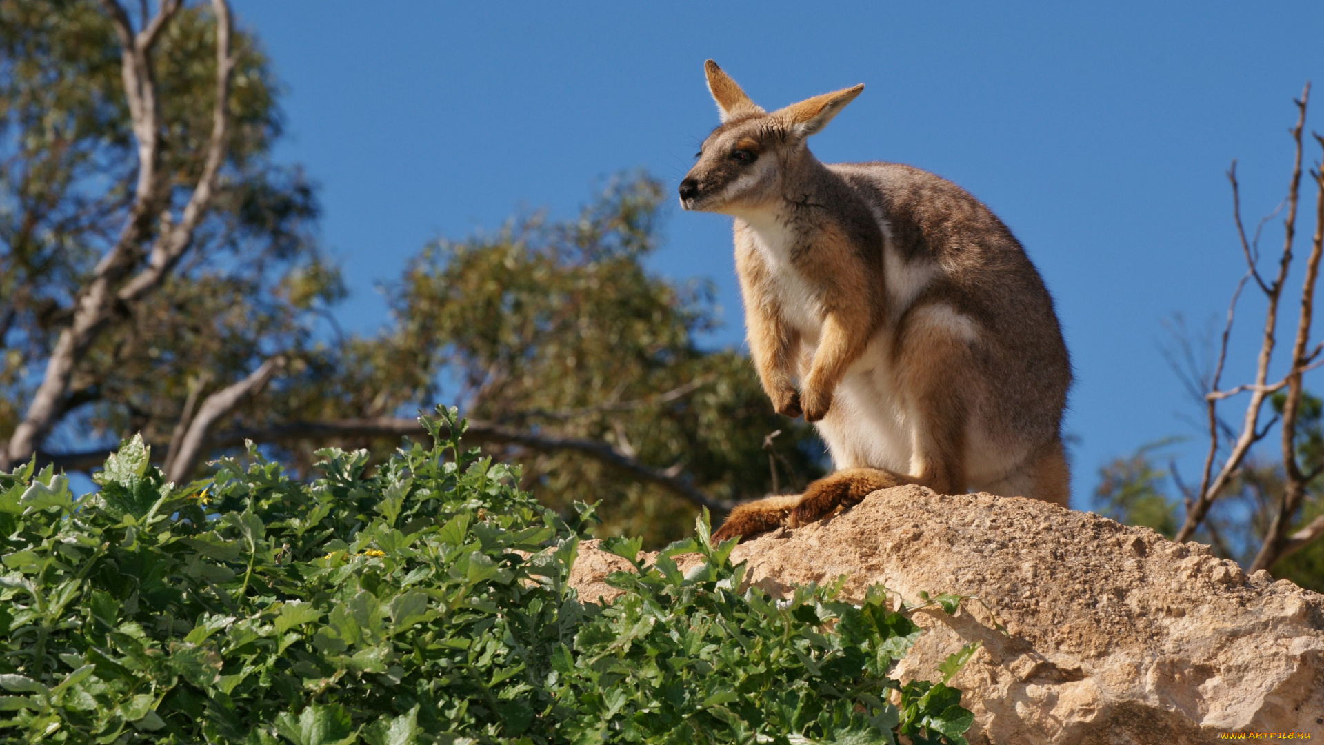 животные, кенгуру, камень, листья
