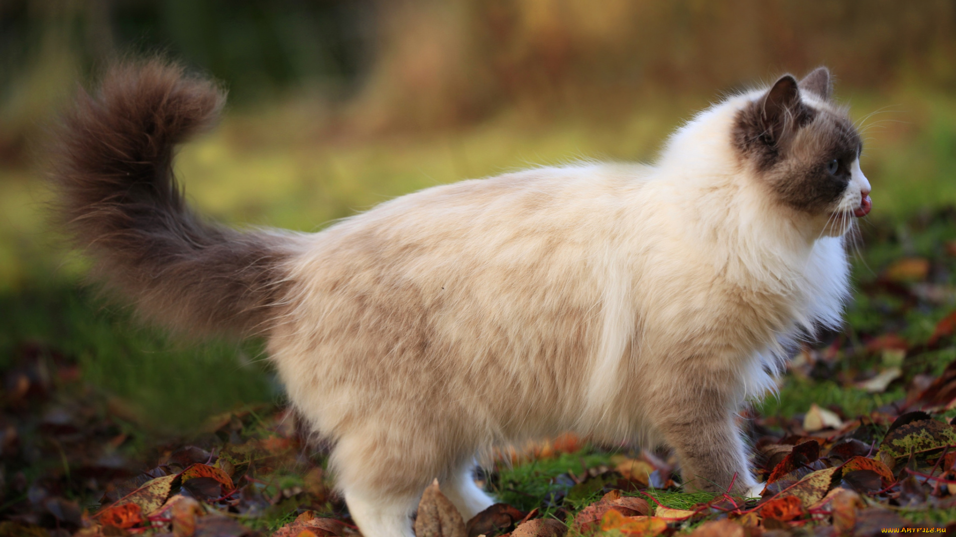 животные, коты, хвост, профиль, пушистый, длинношерстный