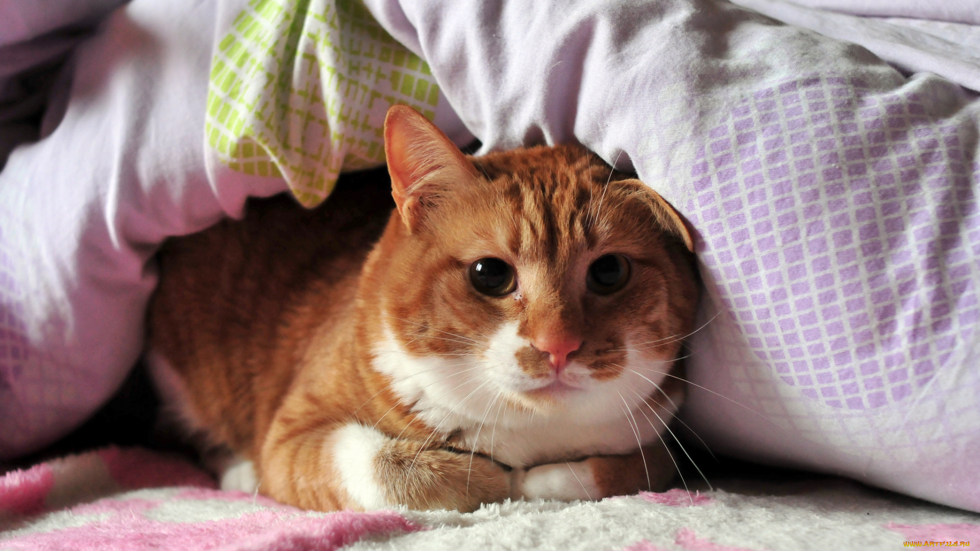 животные, коты, одеяло, укрытие