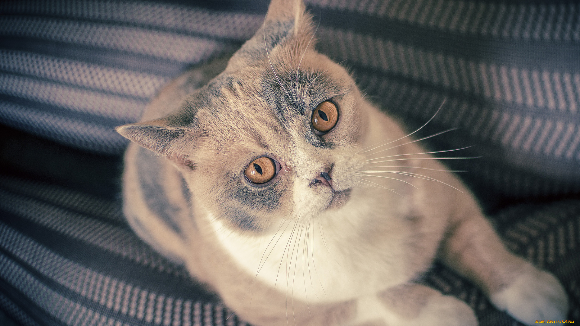 животные, коты, взгляд, британская, короткошёрстная