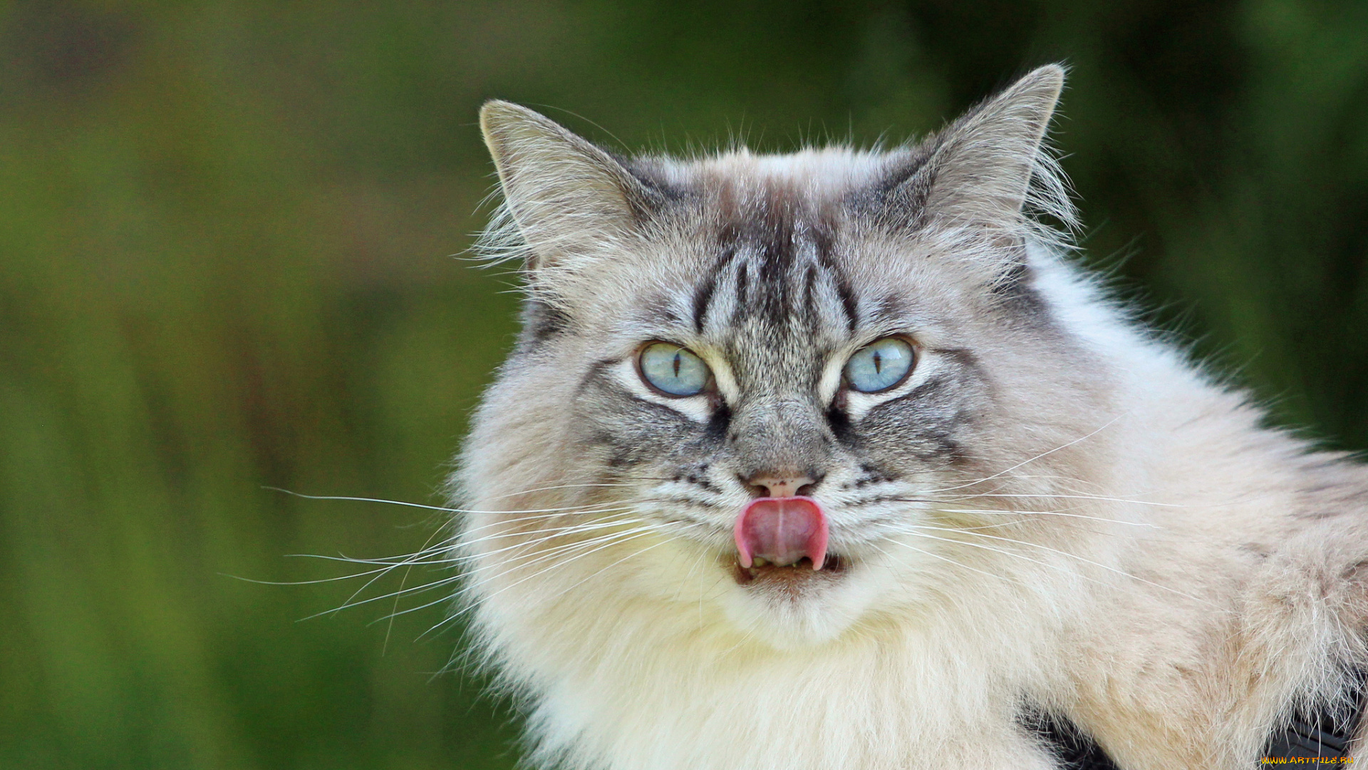 животные, коты, взгляд, портрет, язык